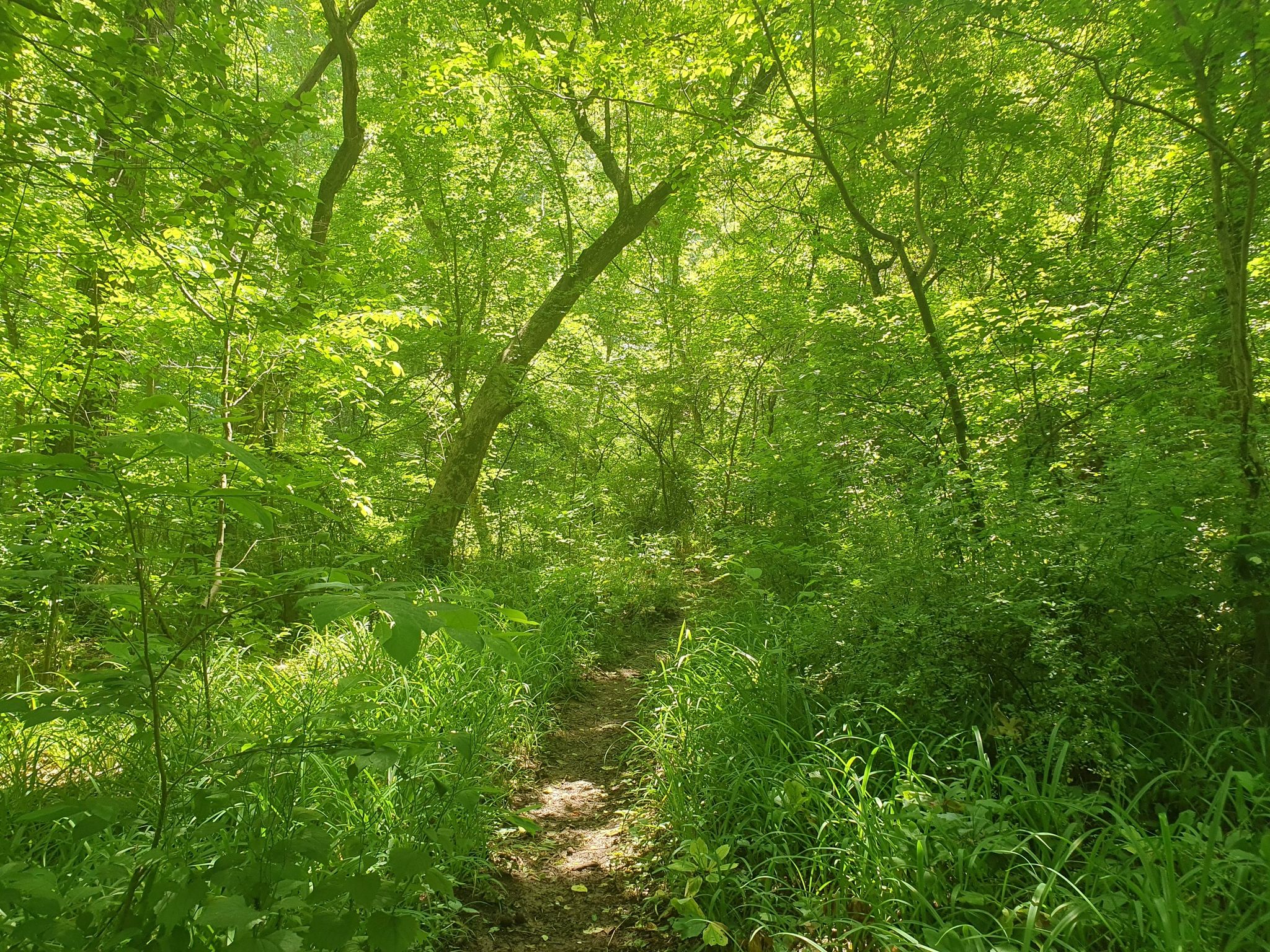 A sun-dappled dirt path winds through a dense, vibrant green forest. - Furnace Run Trail