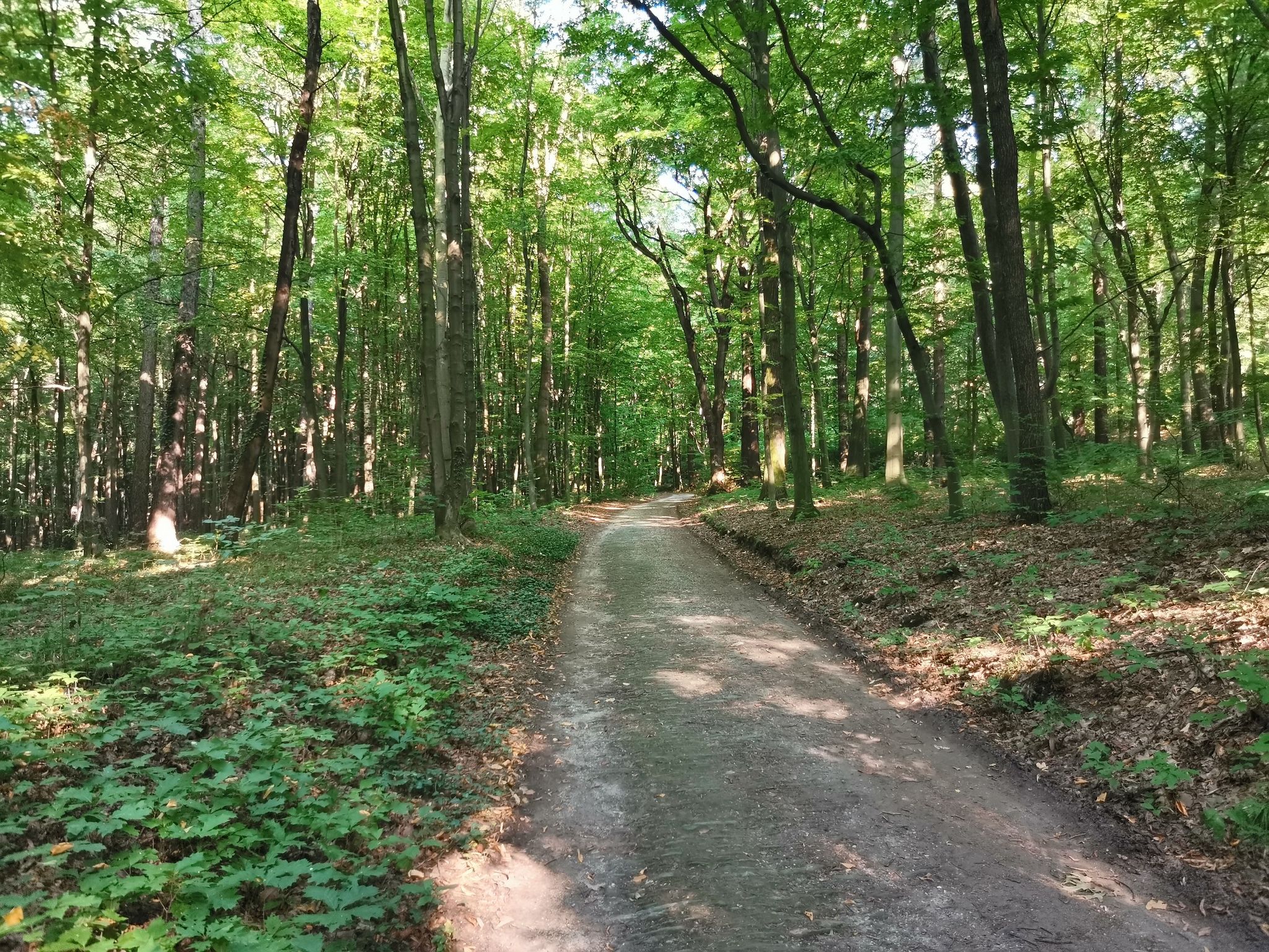 Park przypałacowy jest dość znacznej wielkości i przypomina właściwie las