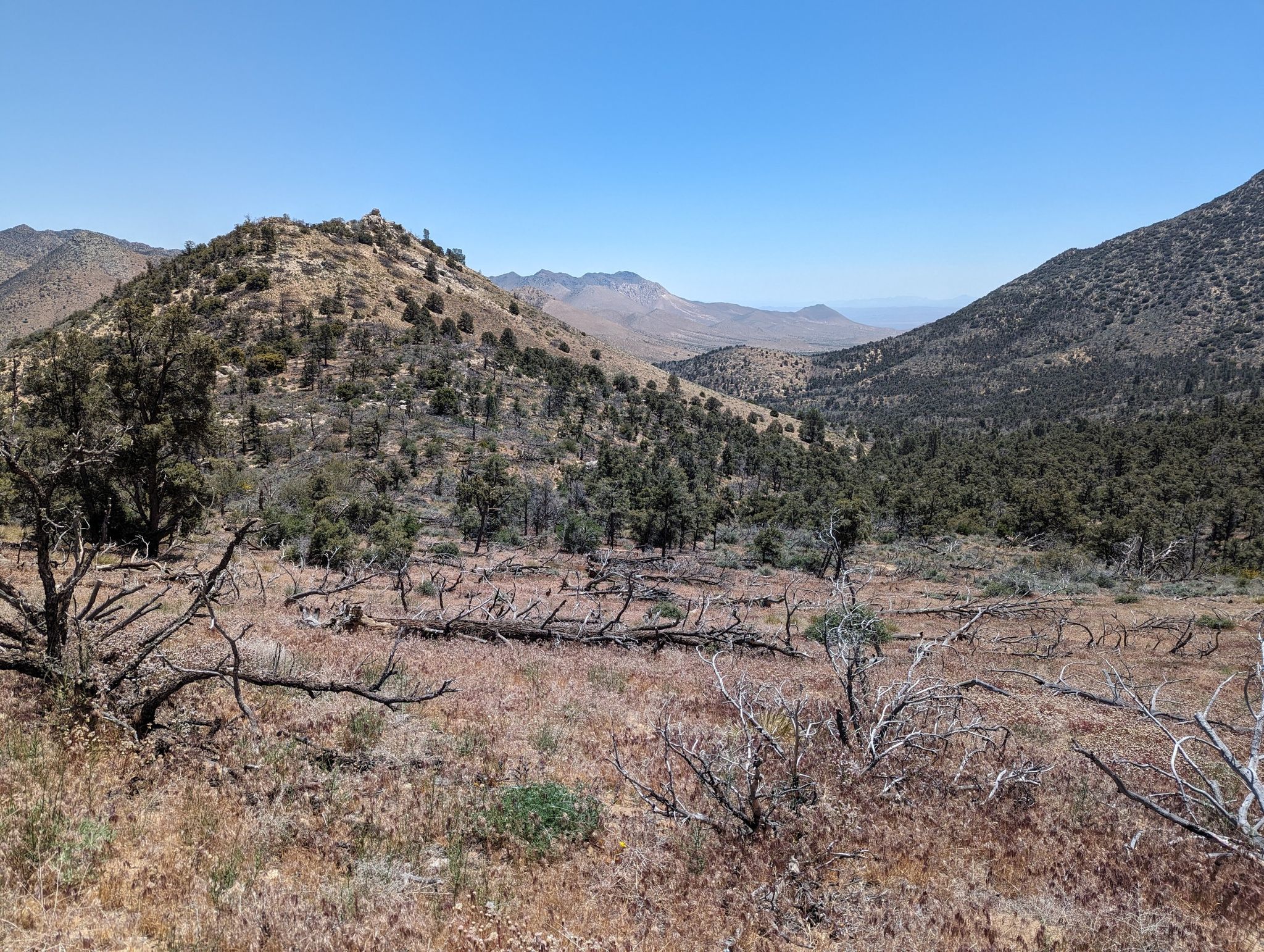 A dry, brushy landscape with fallen trees and distant mountains under a clear sky. - Scodie Mountain via Pacific Crest Trail