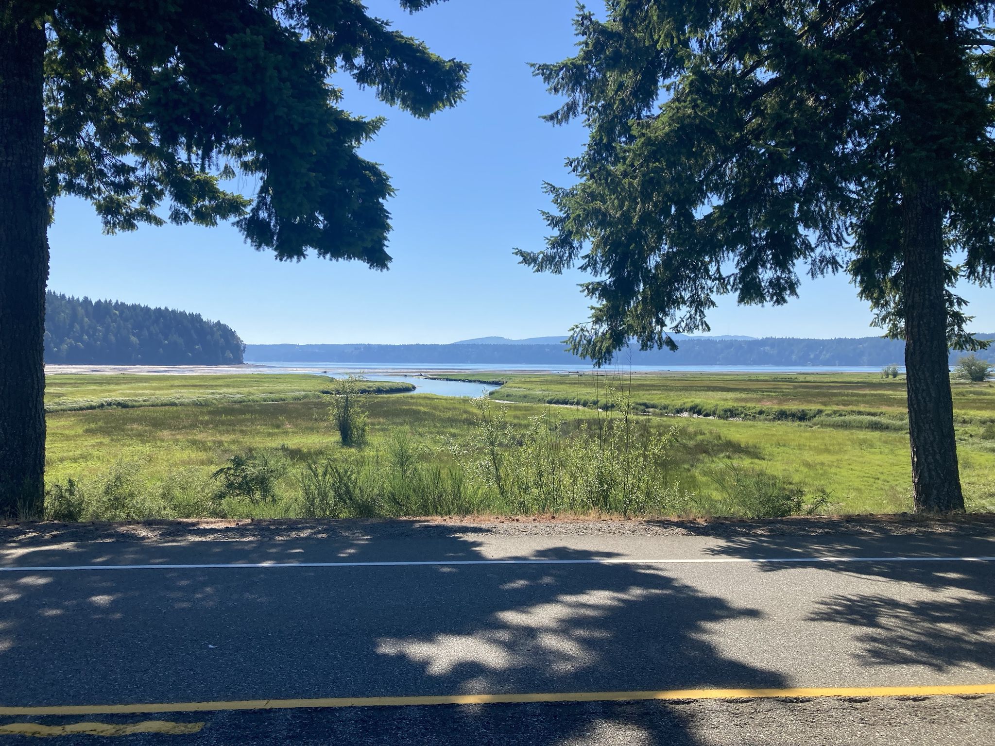Sunny view of marshland, winding river, distant water, framed by trees. - Robinswood Forest to Dosewallips State Park
