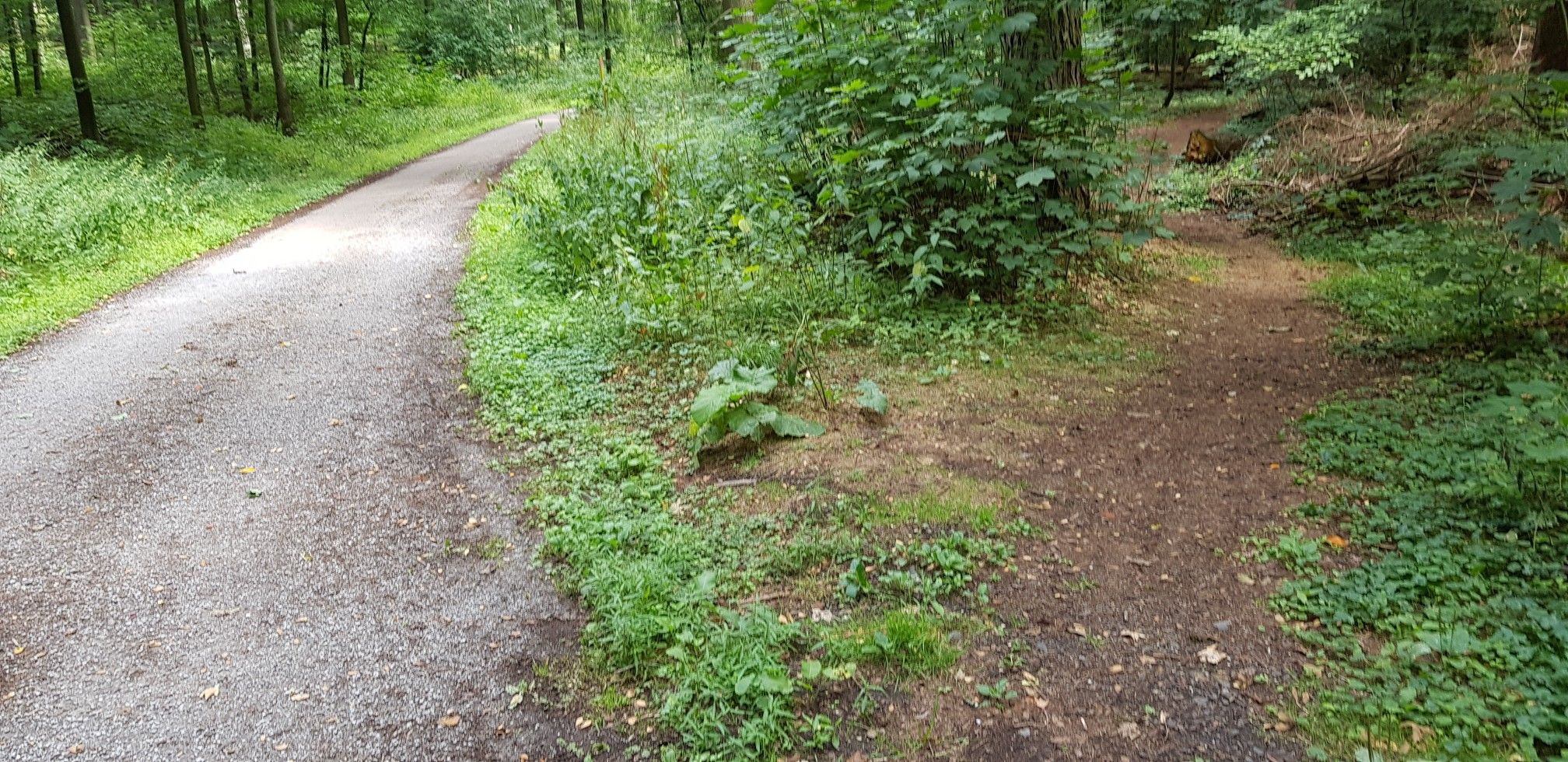Trail