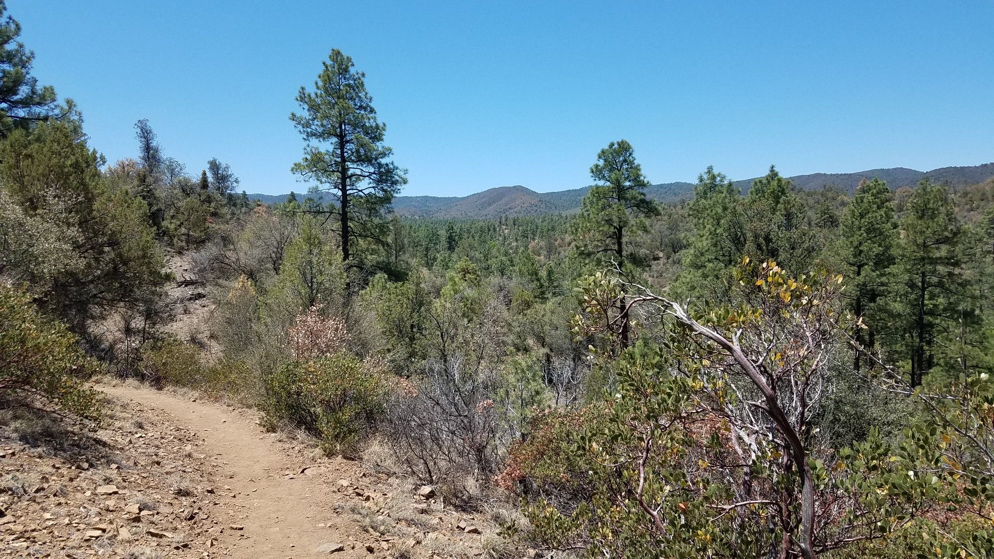 Dirt trail through a forest of pine trees and brush under a blue sky. - Salida Gulch Trail Loop