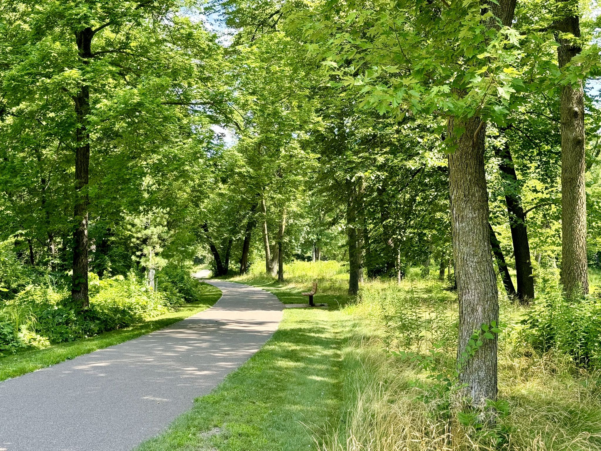 Paved path winding through a sunlit, lush green forest. - Mississippi River Regional Trail: Islands of Peace Loop