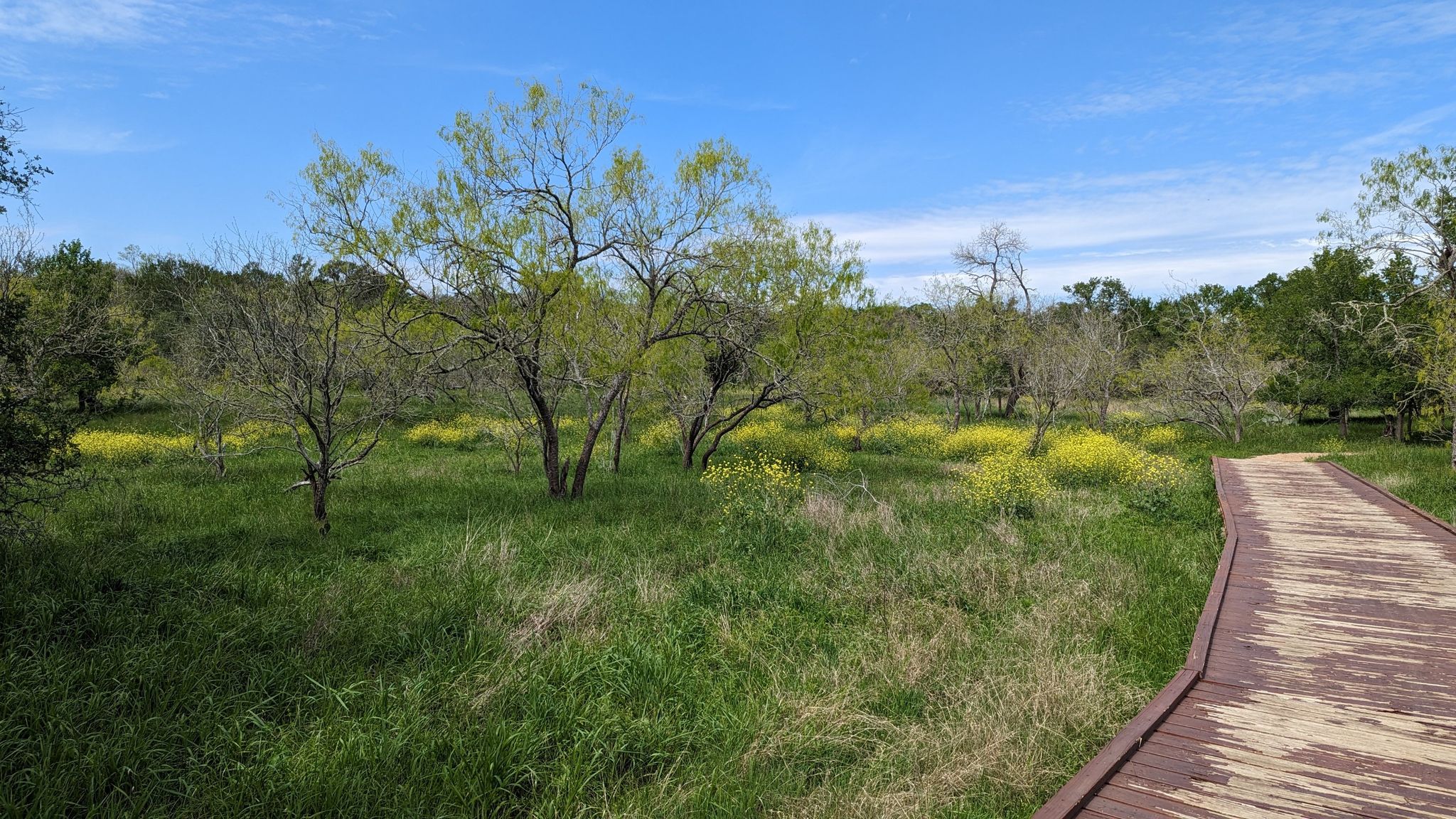 Sunny wooden boardwalk beside a field of green grass and yellow flowers. - San Marcos River, Mesquite Flats, and Ottine Swamp Trails