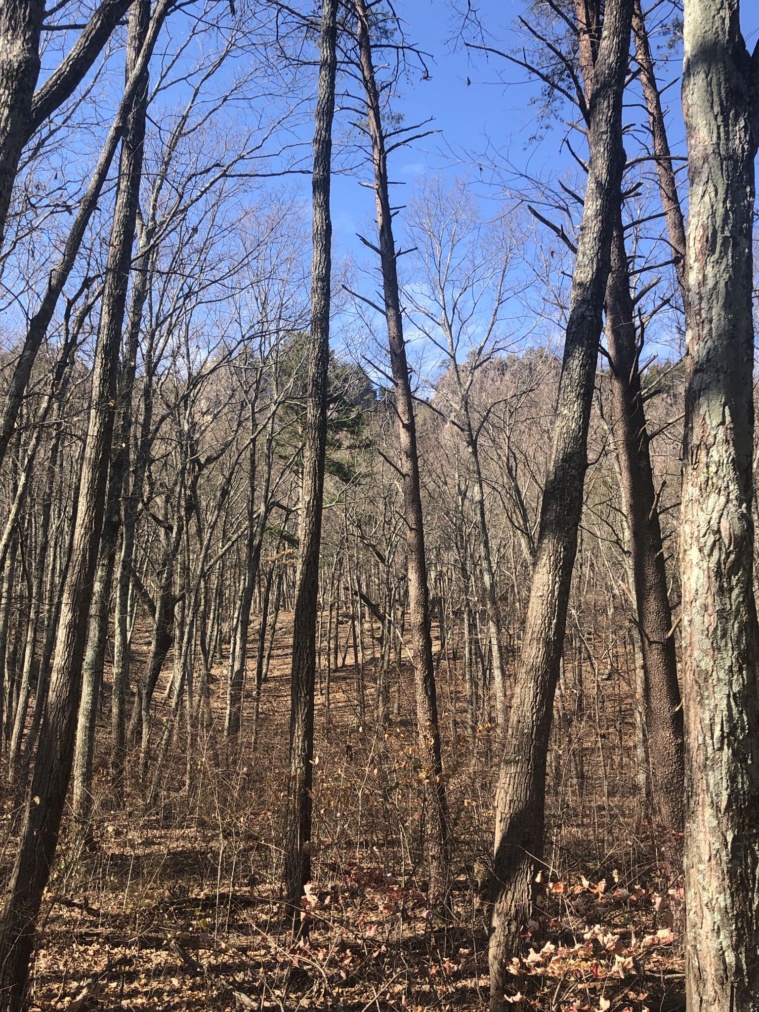 Tall, bare trees in a forest with a distant rocky mountain under a blue sky. - Crowders Mountain loop from Crowders Mountain