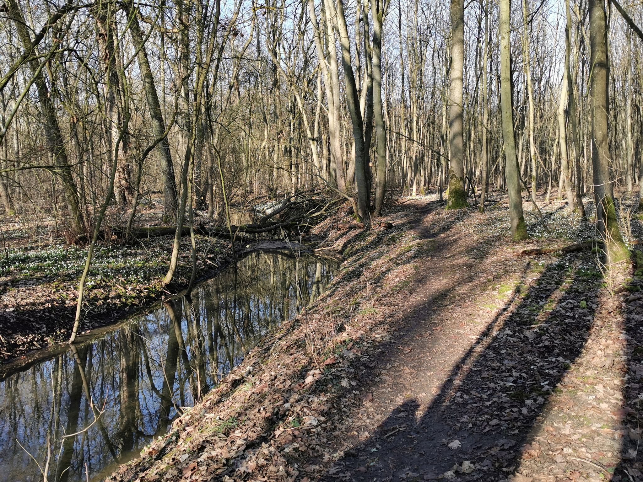 Ein Pfad führt durch das sich selbst überlassene Riedholz