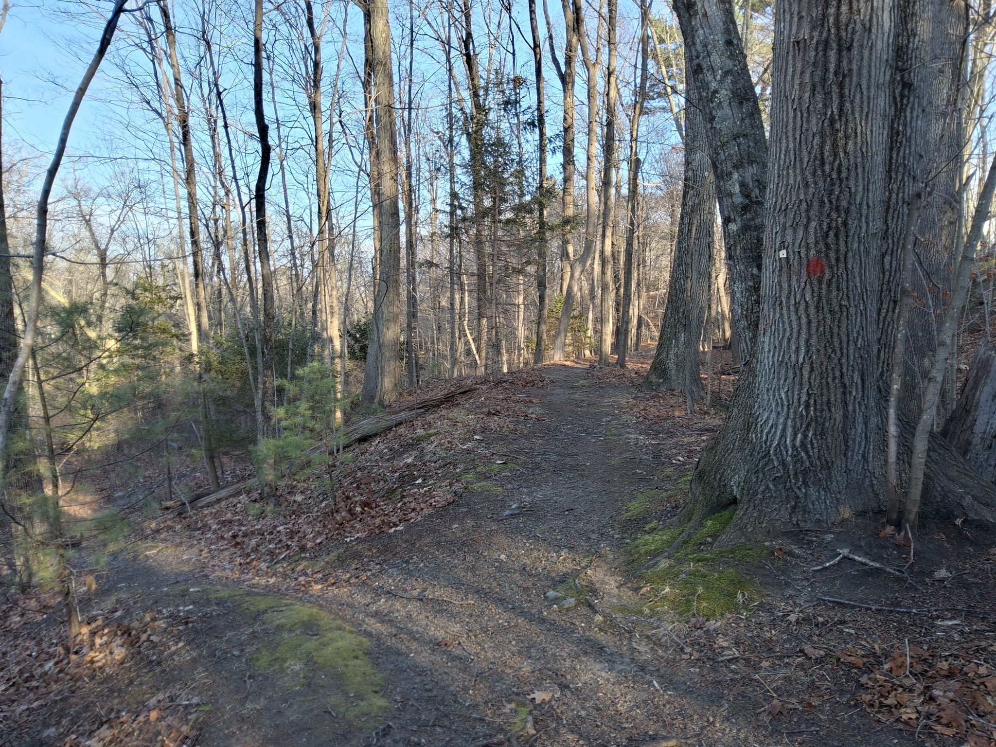 A dirt path through a sunny forest with tall bare trees and fallen leaves. - Massapoag Trail