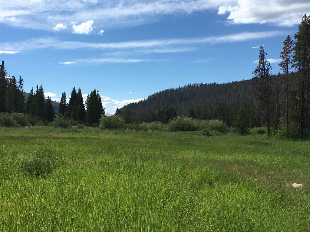 Expansive green meadow bordered by a dense evergreen forest under a cloudy sky. - Fraser River Trail loop from Winter Park