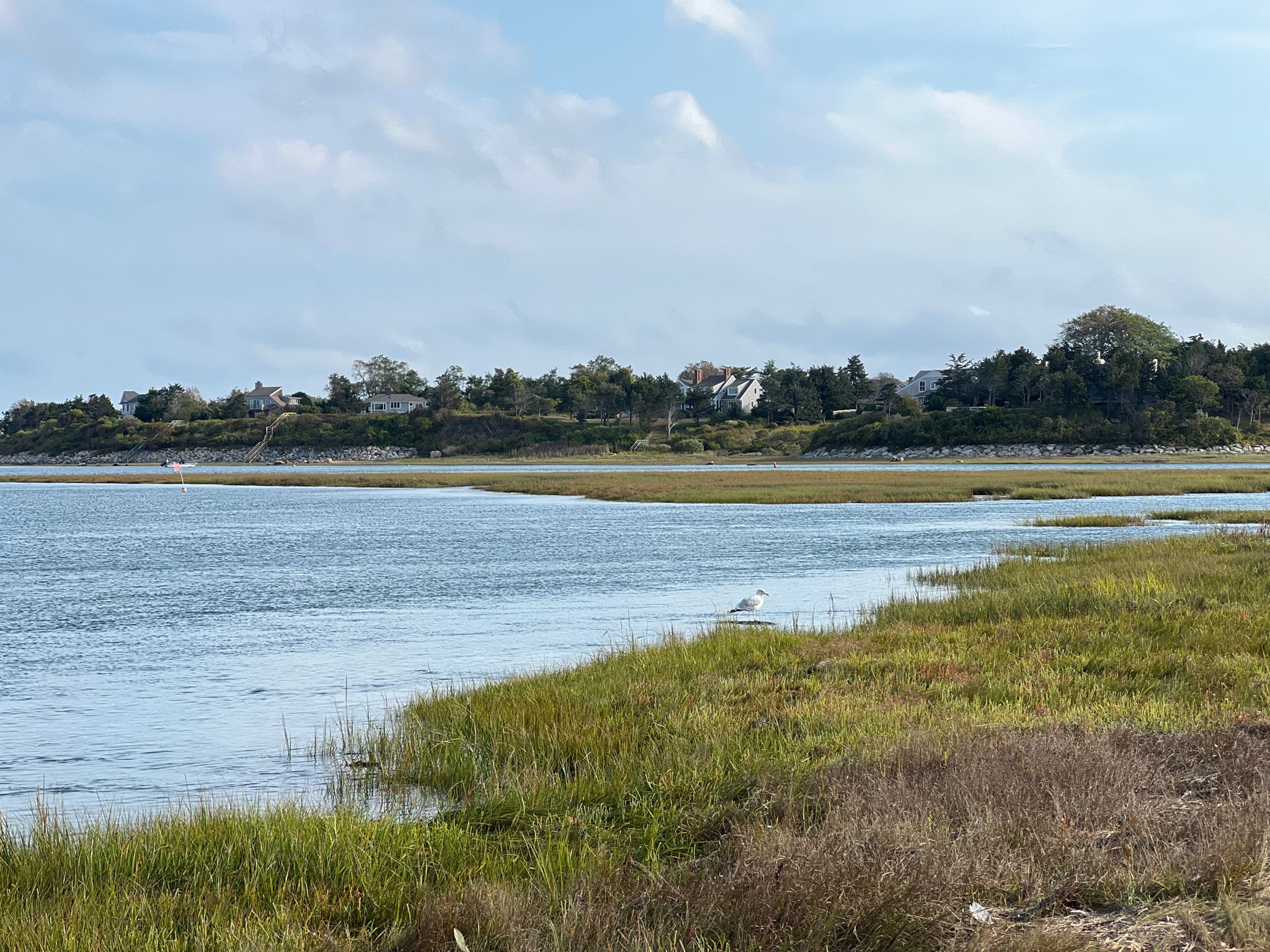 Calm water and marsh grass under a bright sky, with distant houses. - Red Maple Swamp and Fort Hill Loop