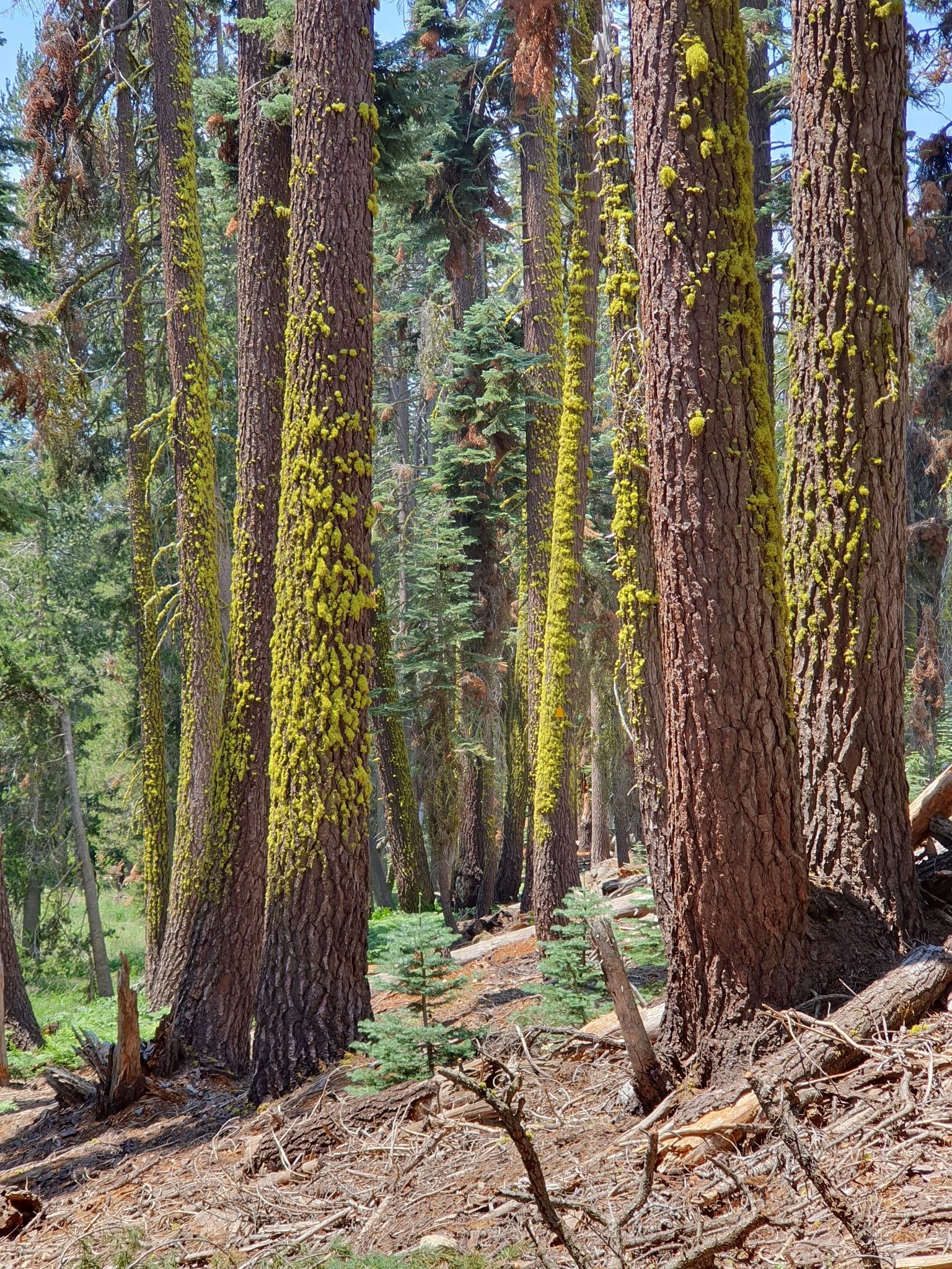 Tall pine trees with mossy trunks in a sun-dappled forest. - Panther Gap Trail