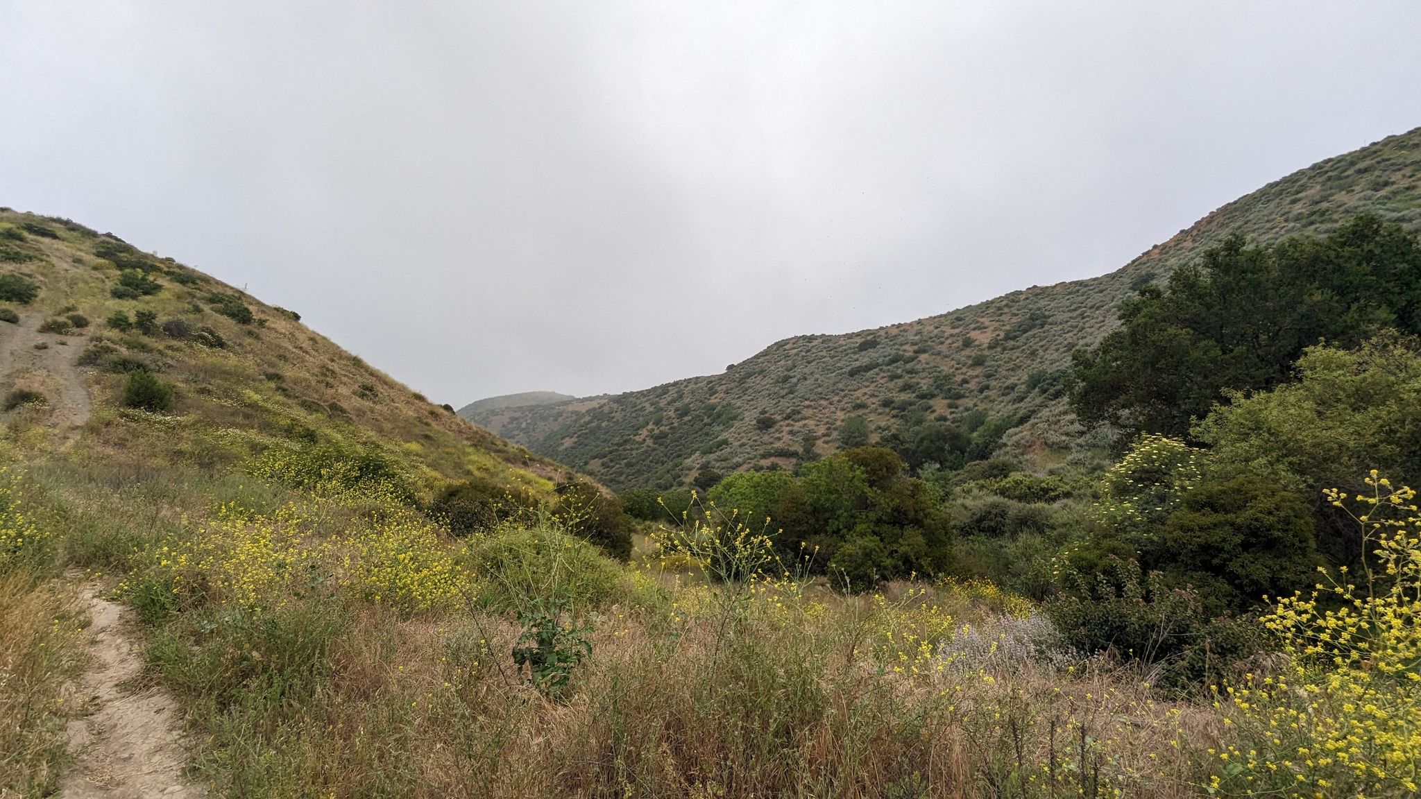 A dirt path winds through a lush, green valley under an overcast sky. - Las Llajas Canyon loop from Chumash Park