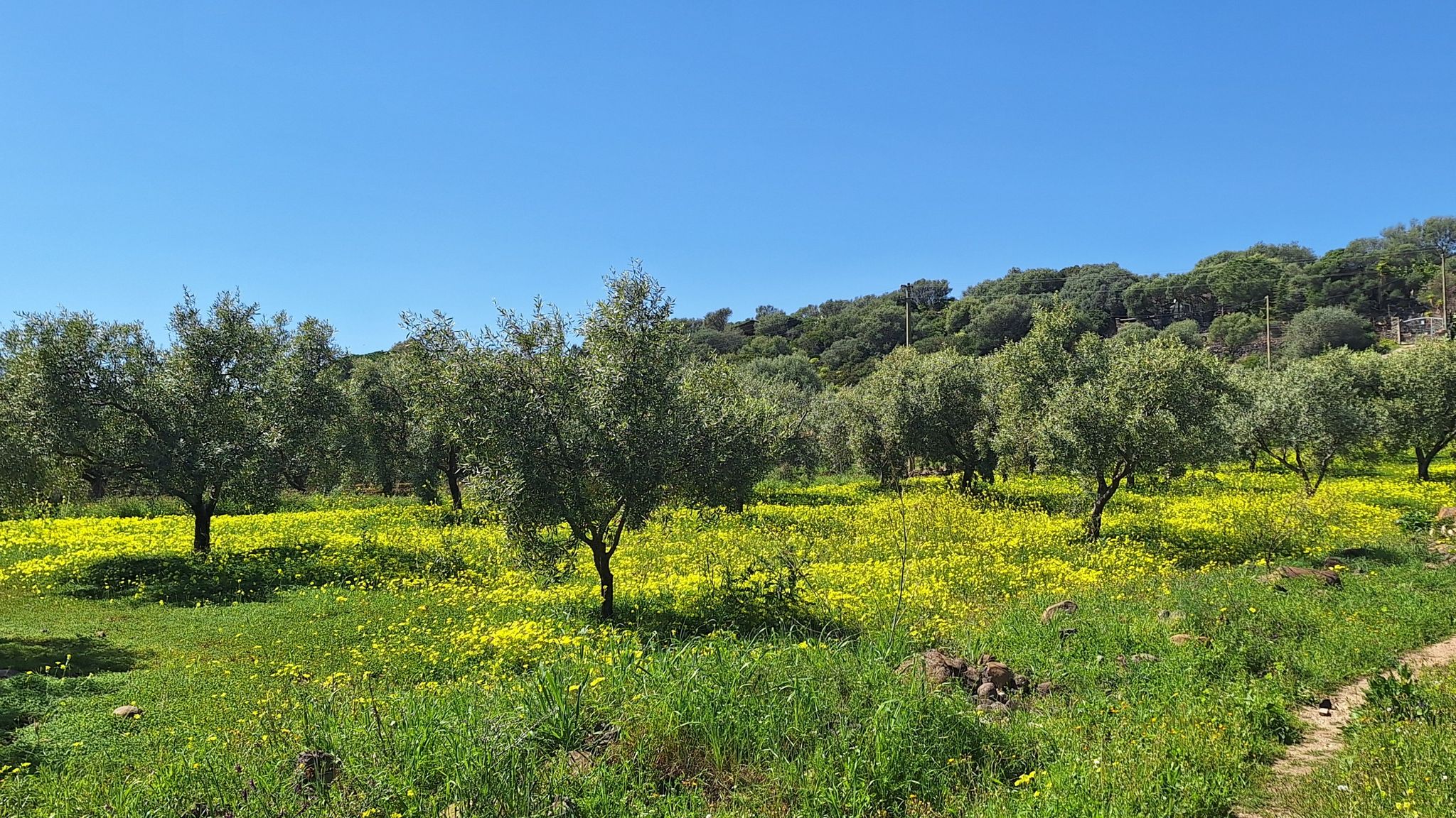 Frühling auf Sardinien 🌼🌼🌼