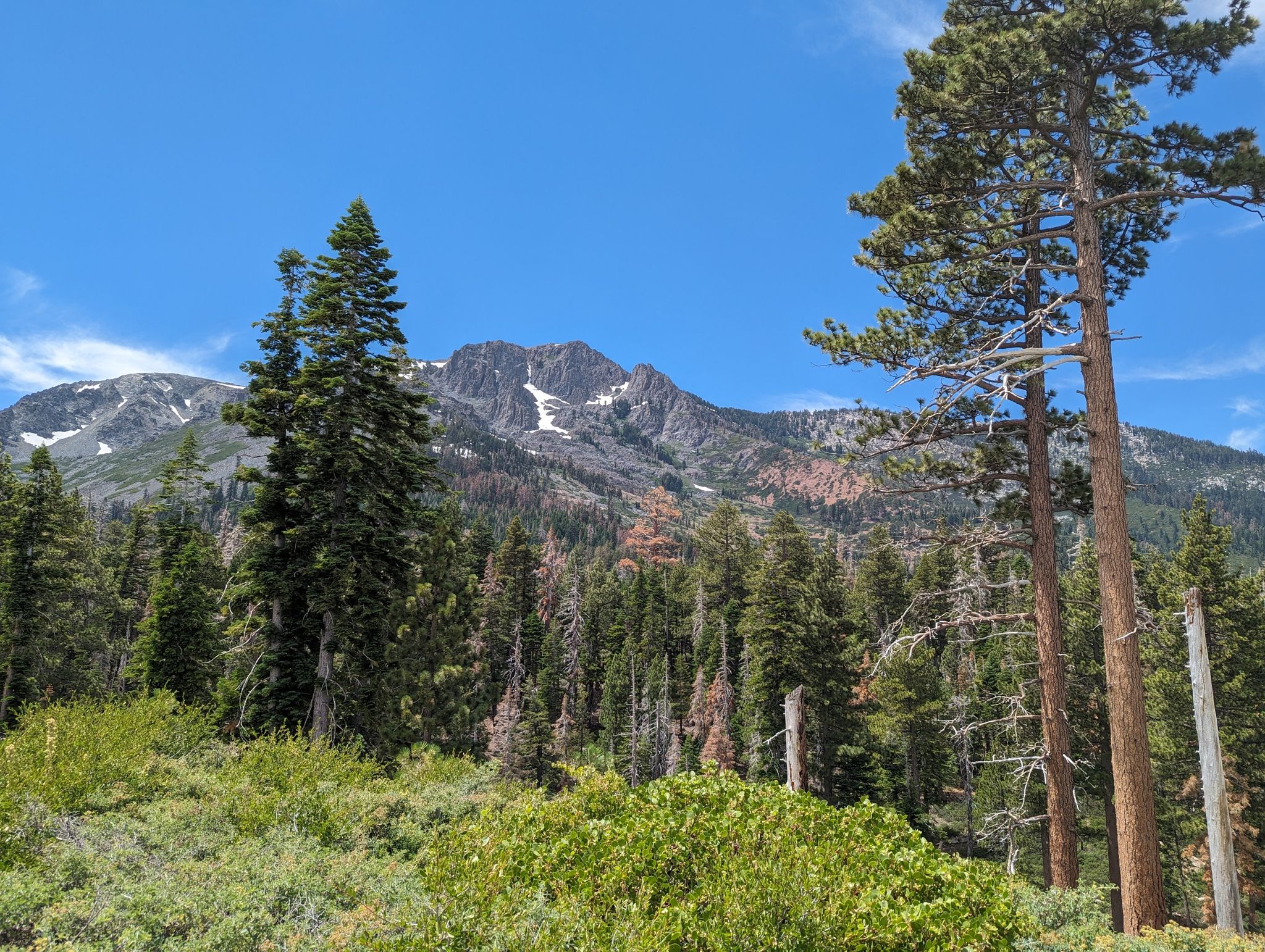 Tall pine trees frame a rugged, snow-dusted mountain under a blue sky. - Floating Island and Cathedral Lakes Trail