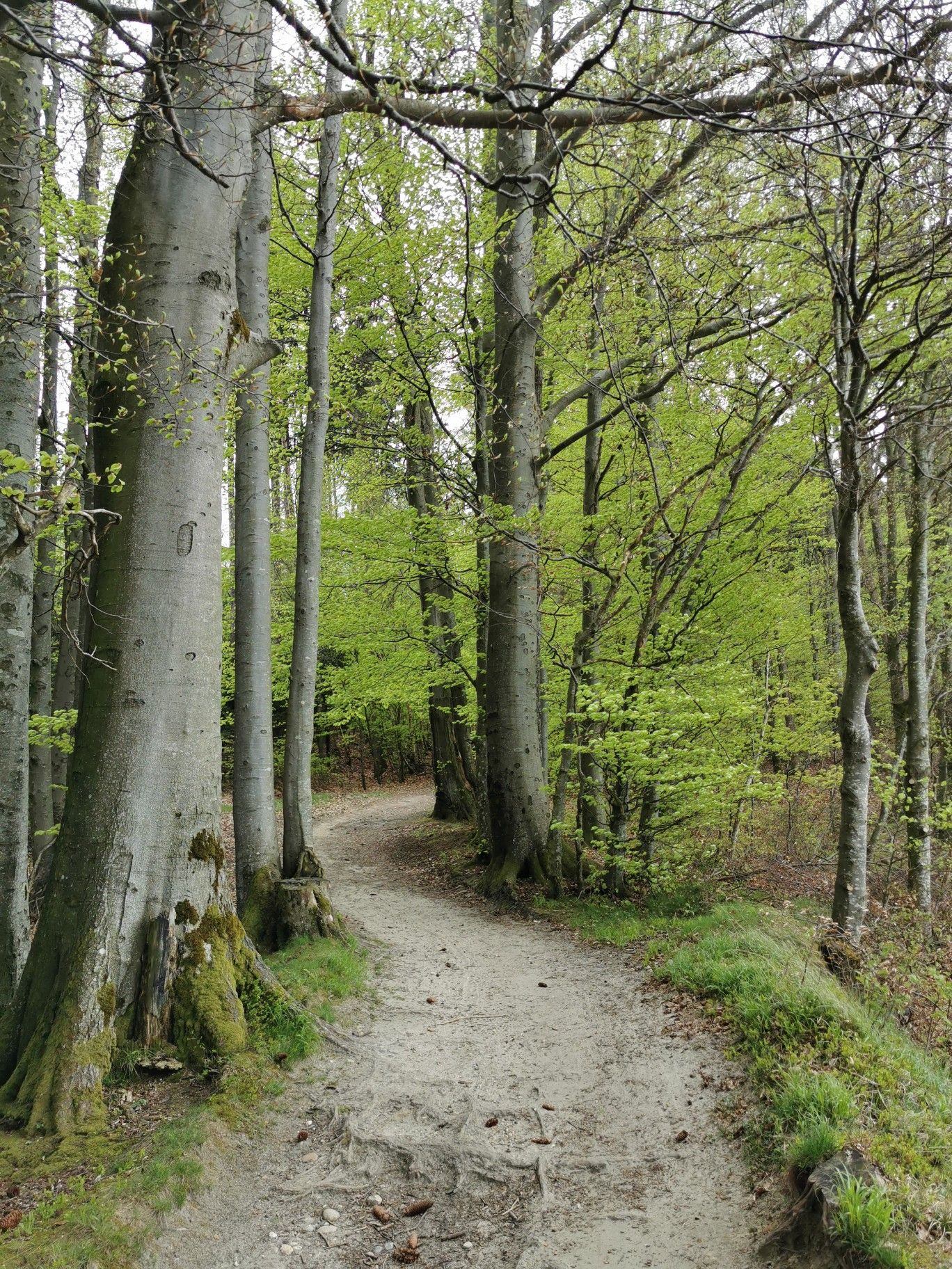 schönes Waldstück