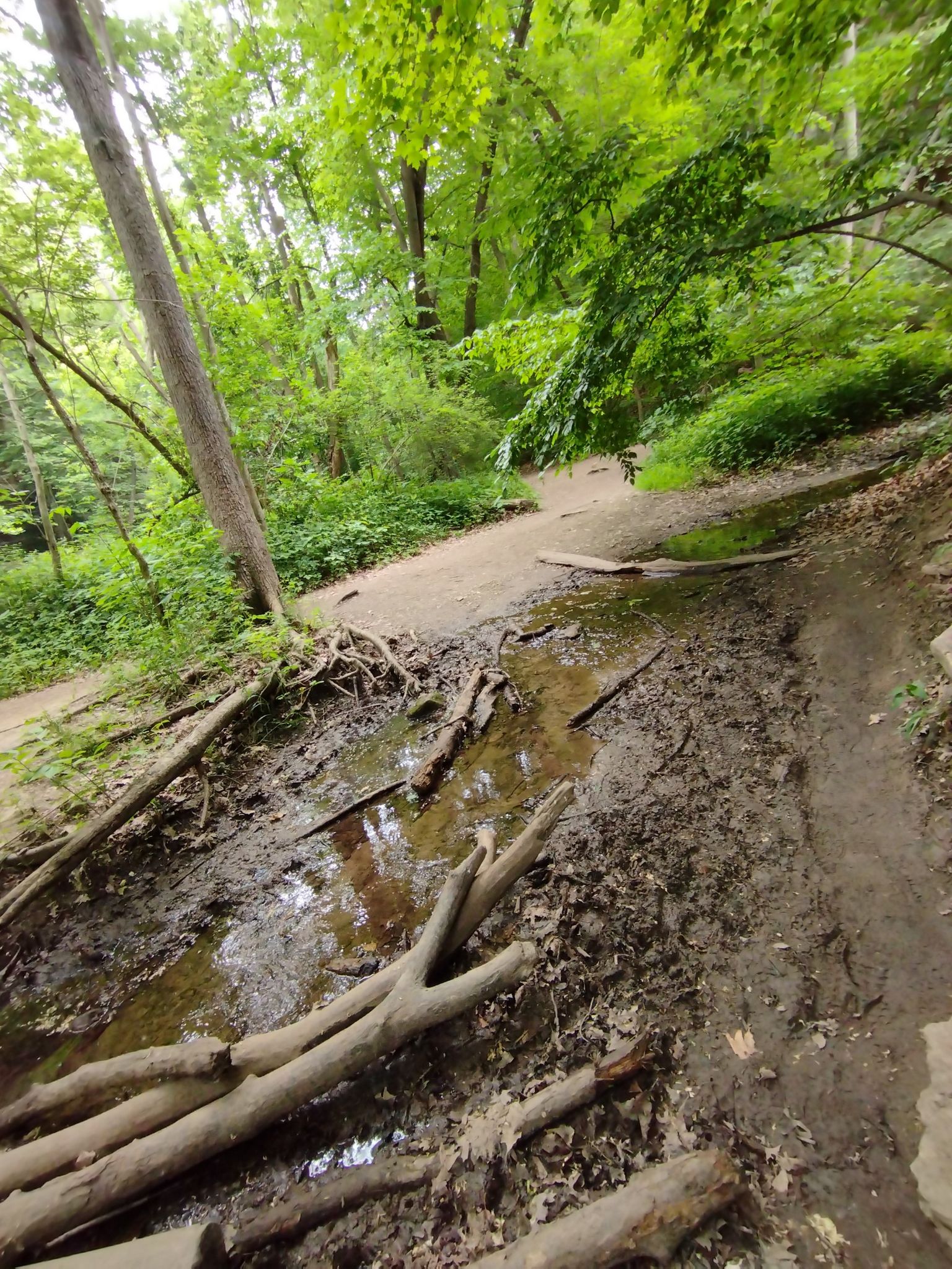 Muddy stream with fallen logs on a dirt path in a bright green forest. - Ottawa Canyon Trail