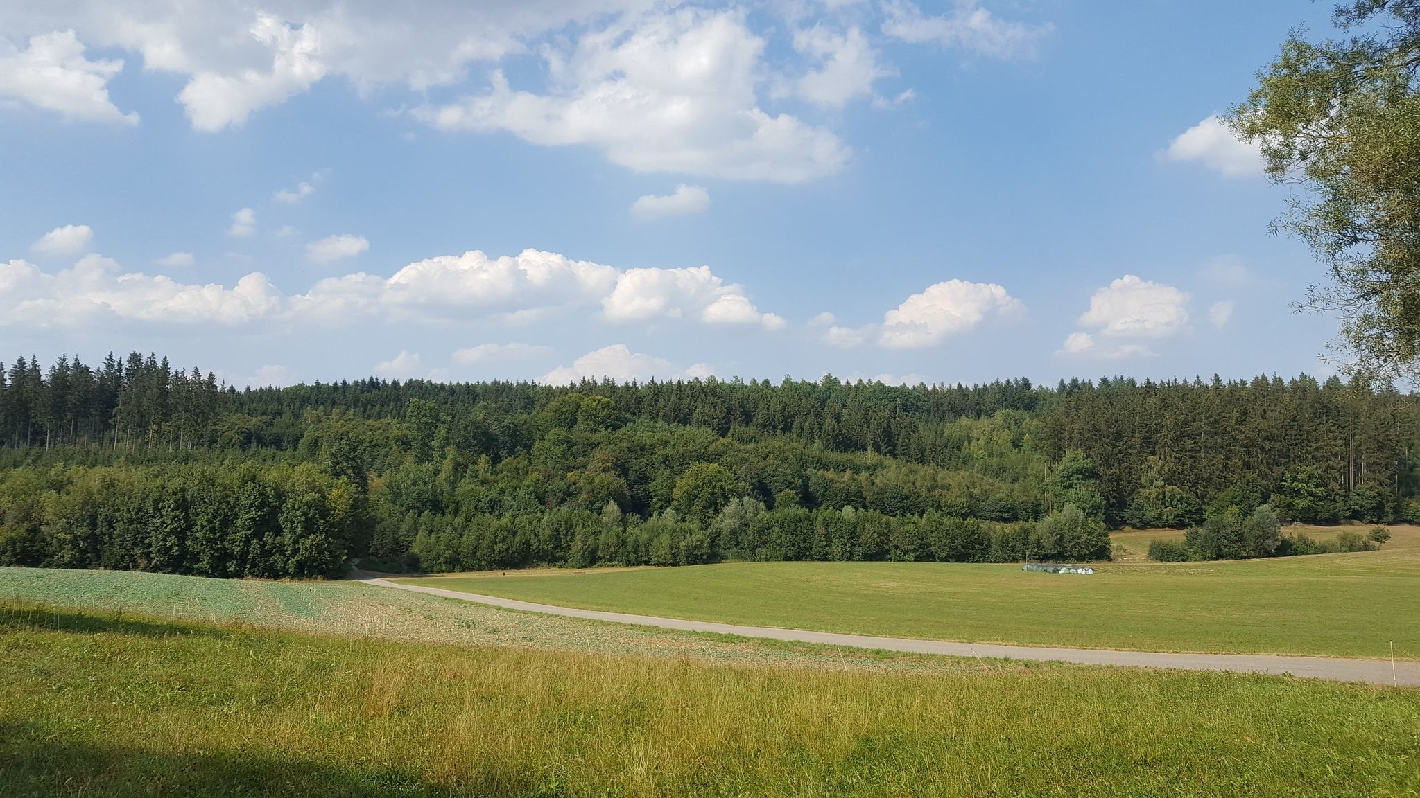 Ausfahrt Wald