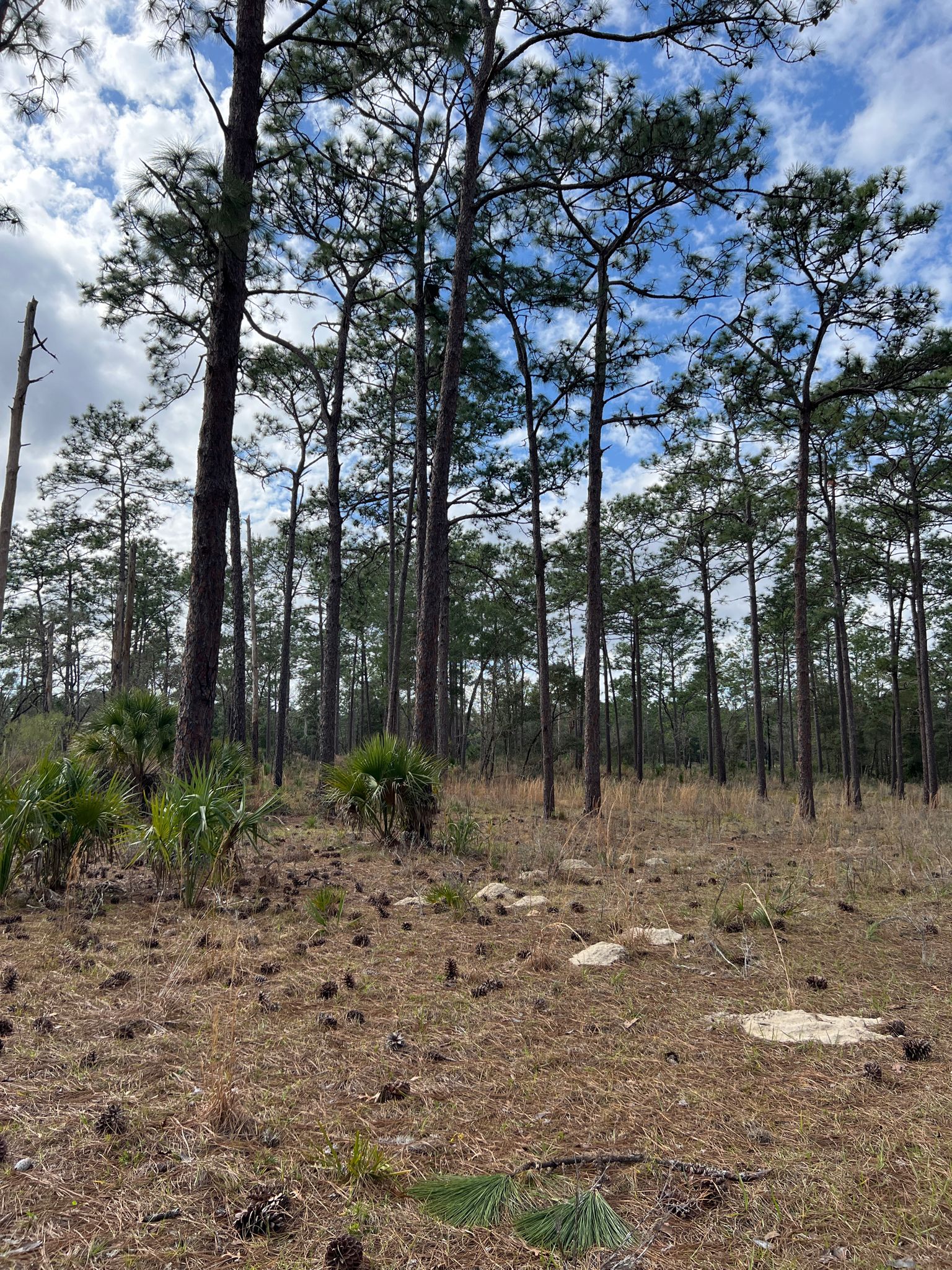 Tall pine trees in a dry forest with scattered pinecones under a cloudy sky. - View of the Silver River loop from Marion