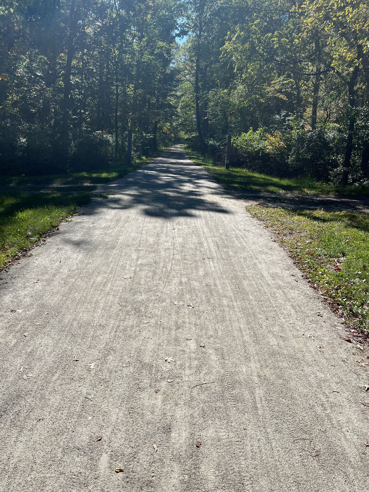 A sunlit dirt path winds through a dense green forest. - Califon Train Station loop from Long Valley