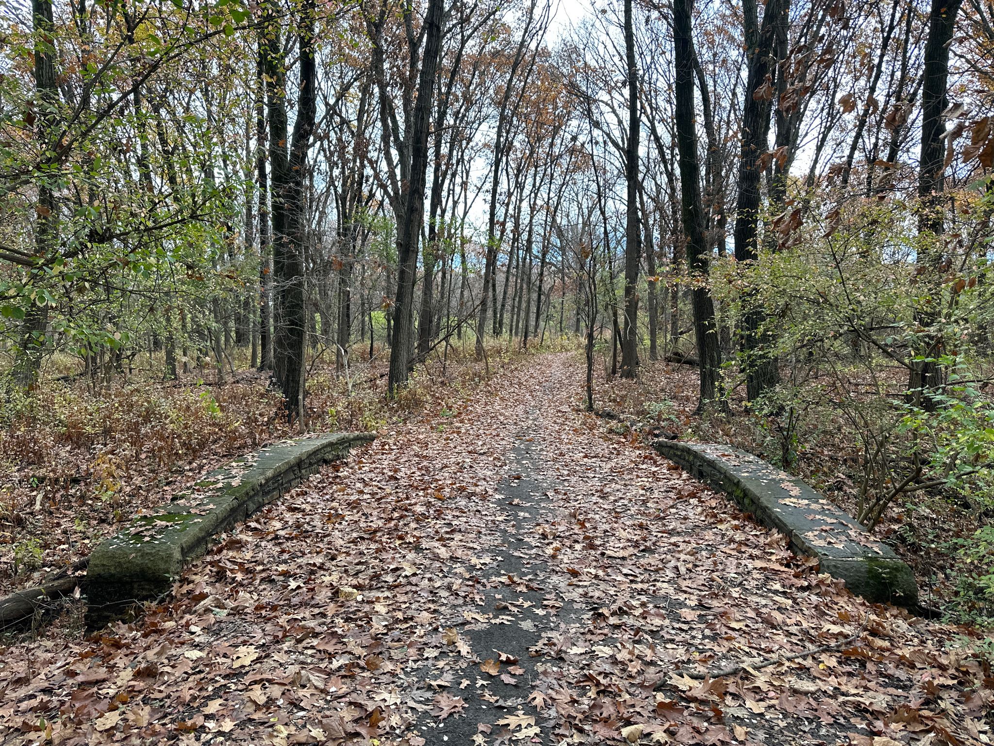 Forest path covered in autumn leaves, flanked by stone bridge railings. - Rainbarrel Slough loop from Plot M