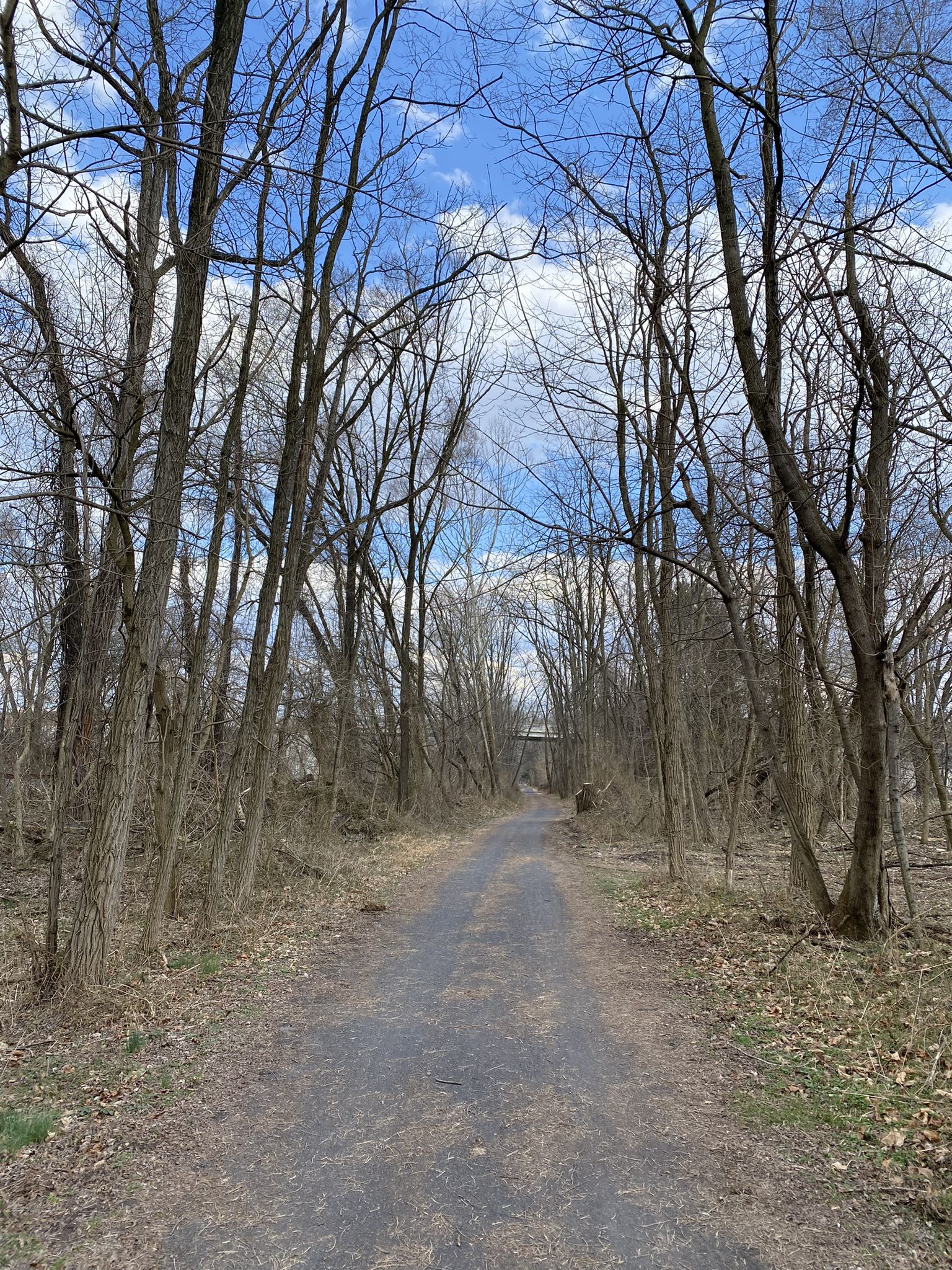 Dirt path through a dense forest of bare trees under a cloudy sky. - Schuylkill River Trail