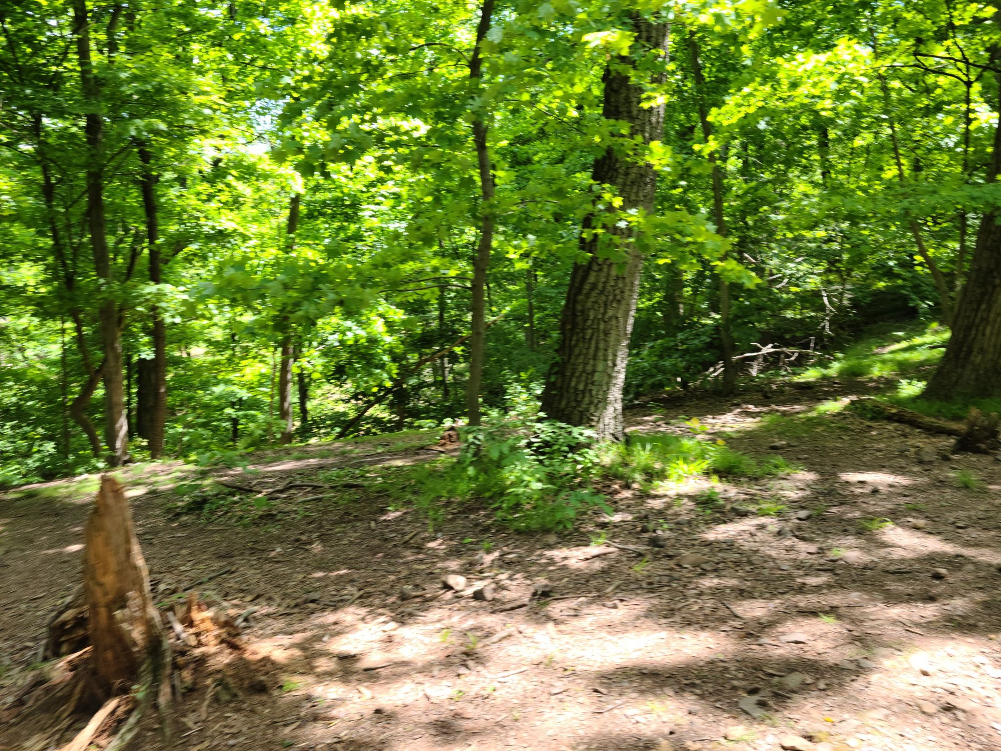 Sunny forest clearing with tree stumps and dense green trees. - Hemlock Falls Loop