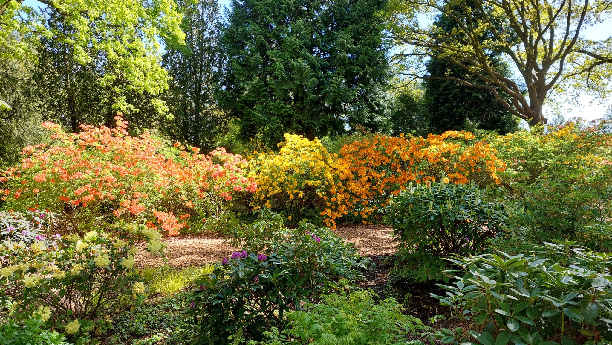 rhododendron dnger fr welche pflanzen Purgrn Rhododendrondnger 1 Liter