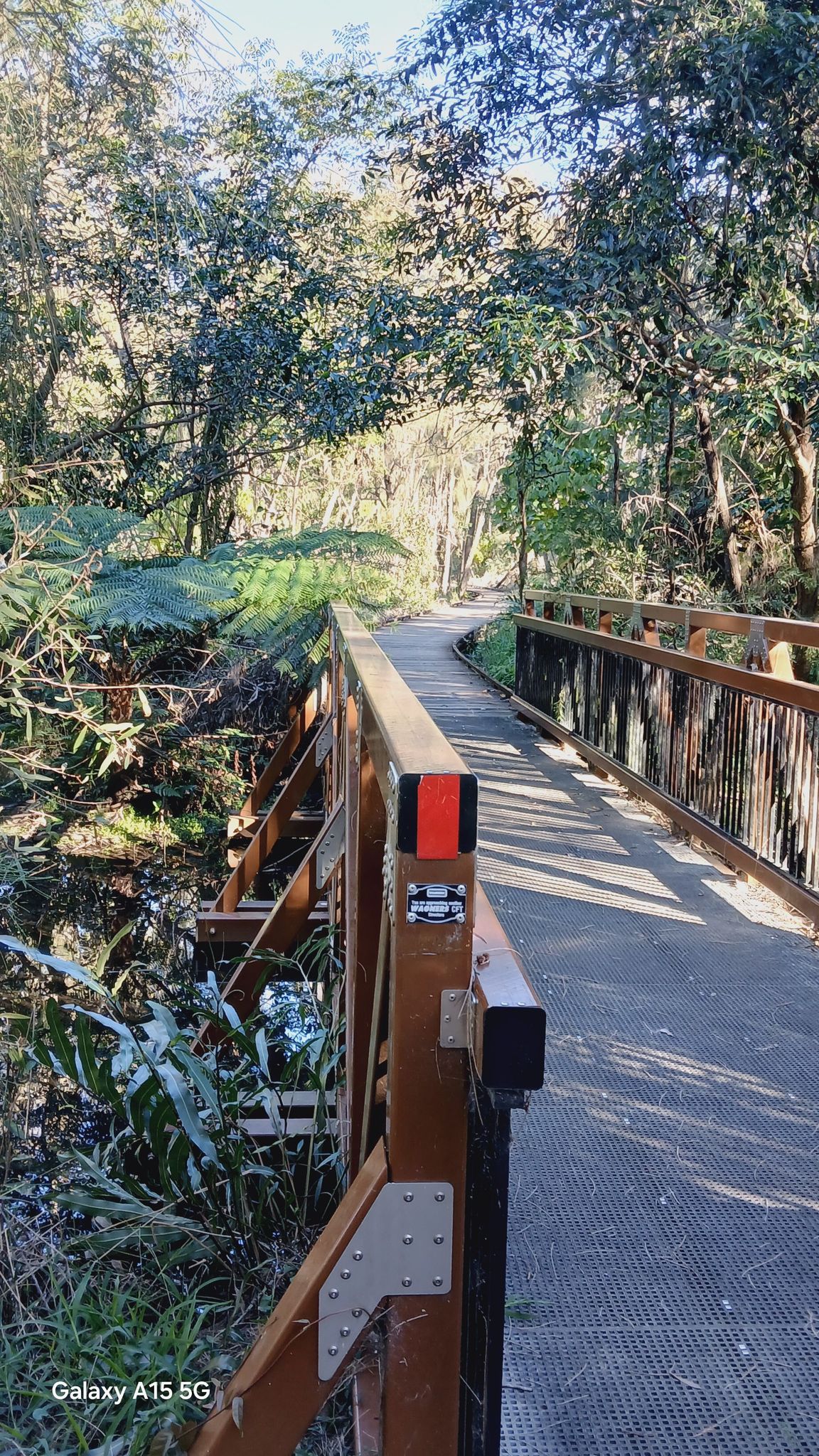 Mangrove trail - Eddies Way