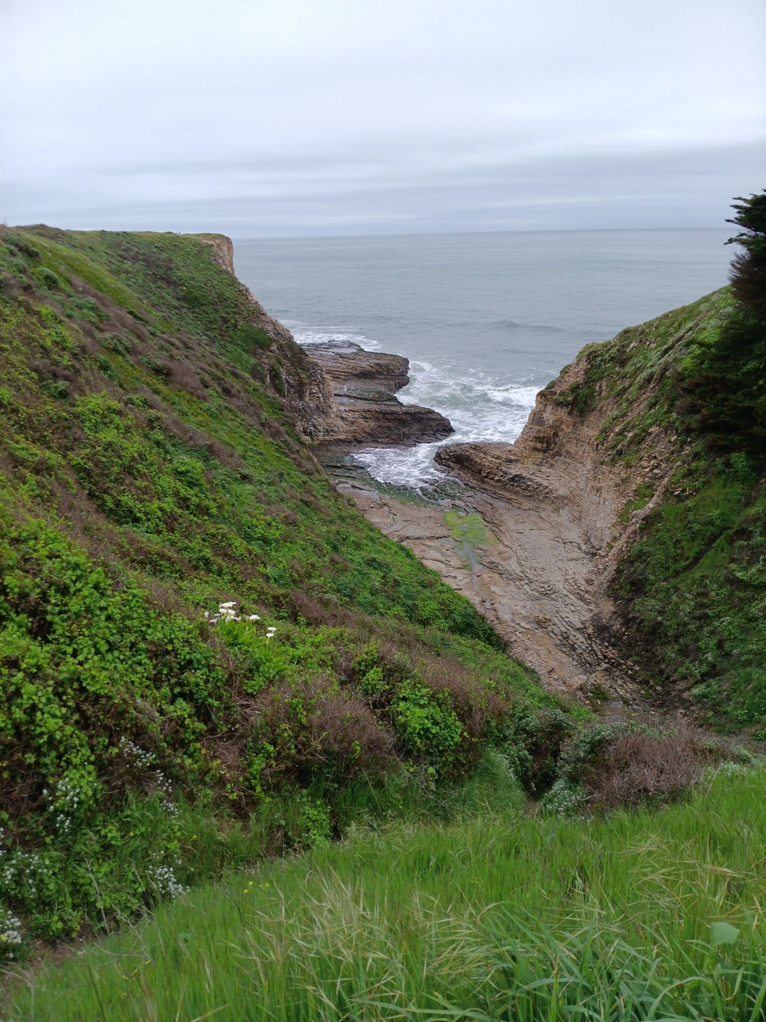 Overcast view of a deep green gorge opening to a rocky ocean inlet. - Davenport Beach loop