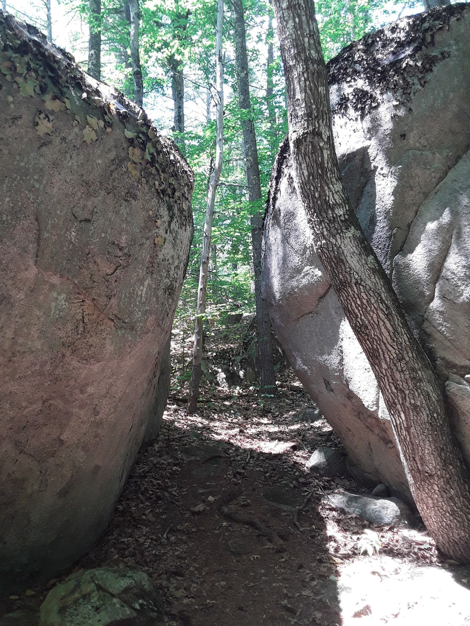 A narrow path winds between two large boulders in a sunlit forest. - Fundy and Shaw Loop Trail