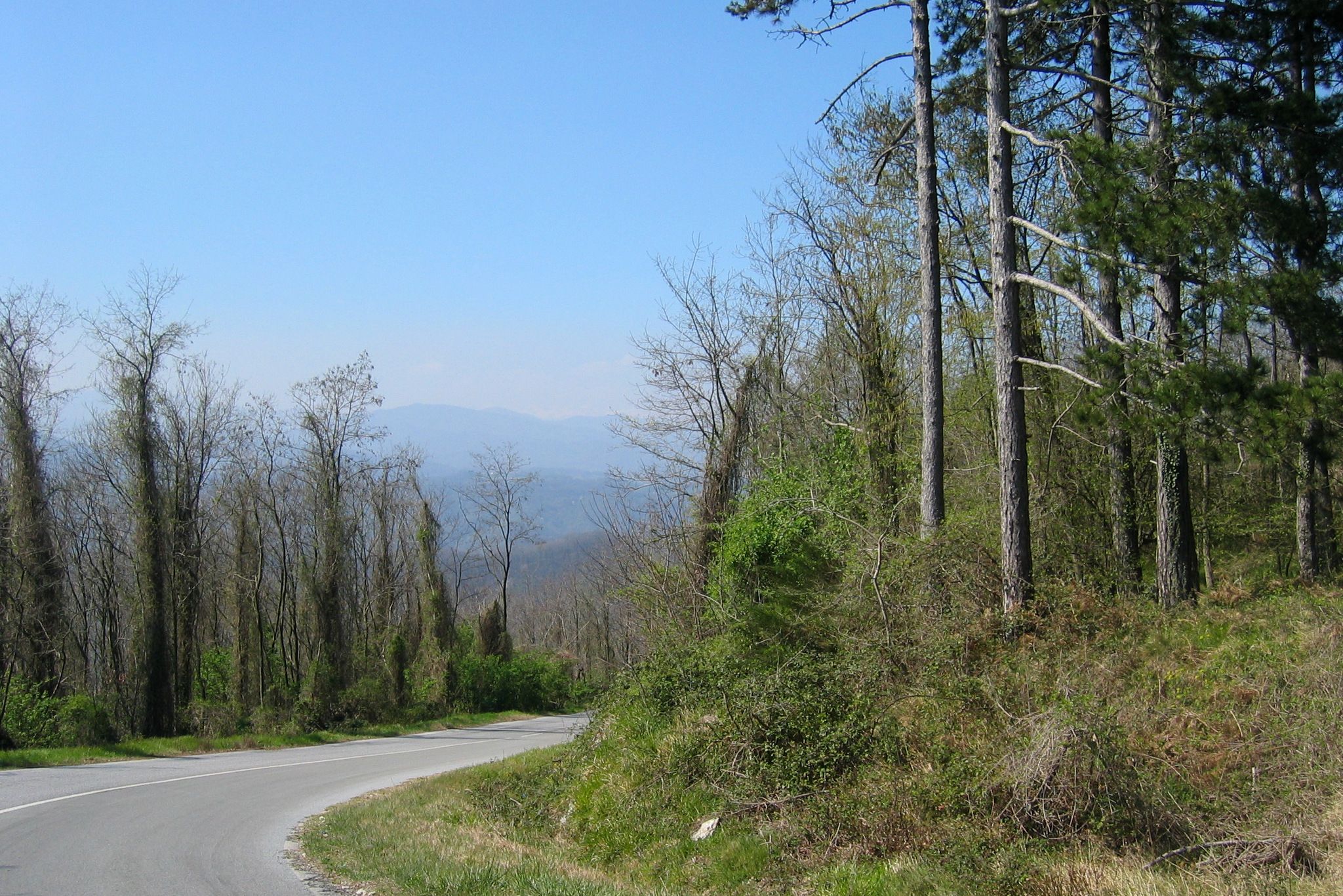 "Zauberwald"