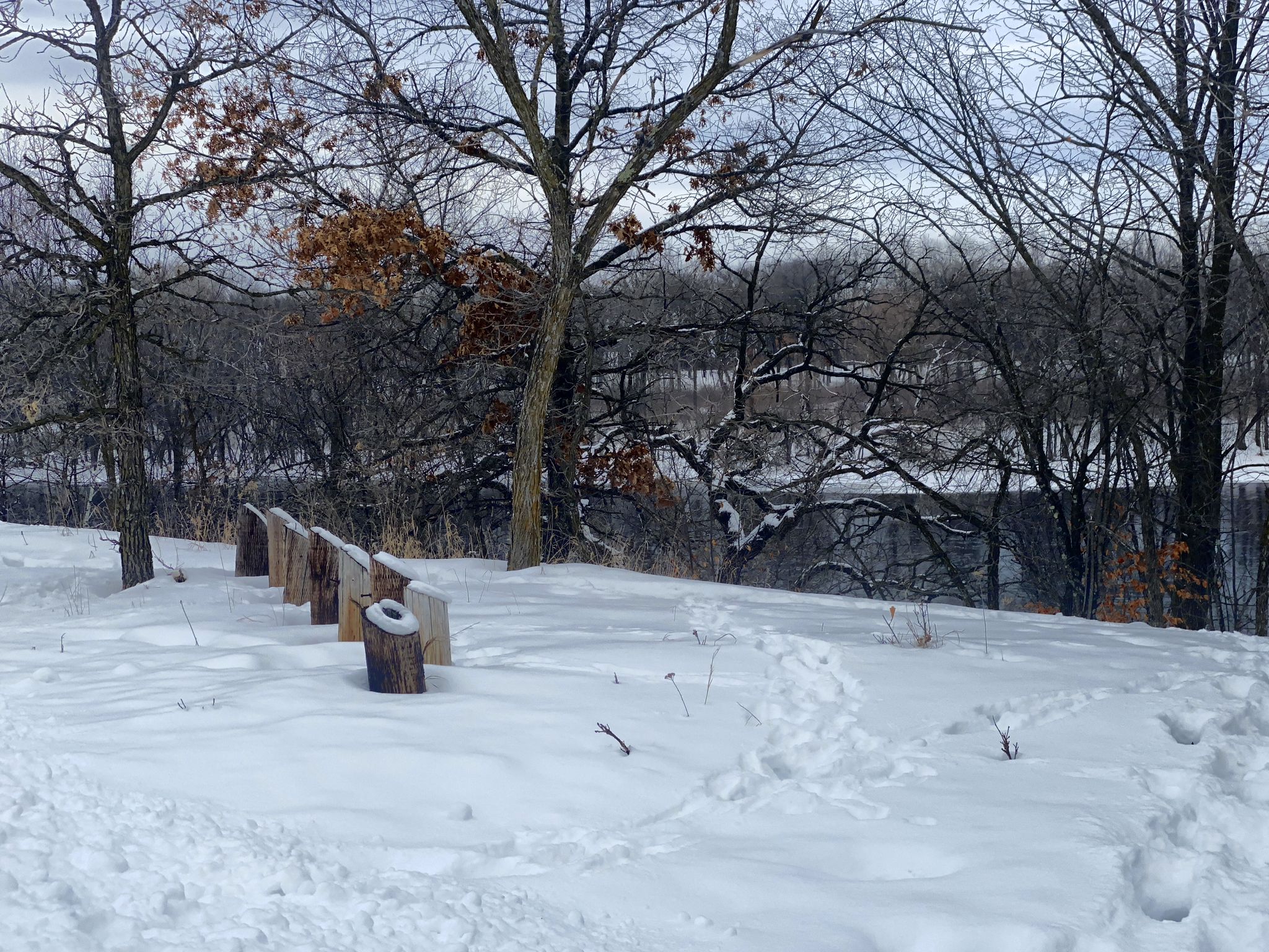 Snow-covered ground with tree stumps and footprints, bare trees, and a river in background. - Montissippi Park Loop
