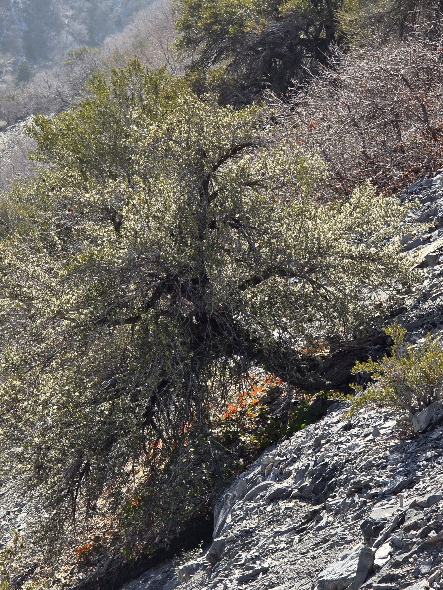 A large, gnarled tree with green foliage clings to a rocky hillside. - Grove Creek Trail