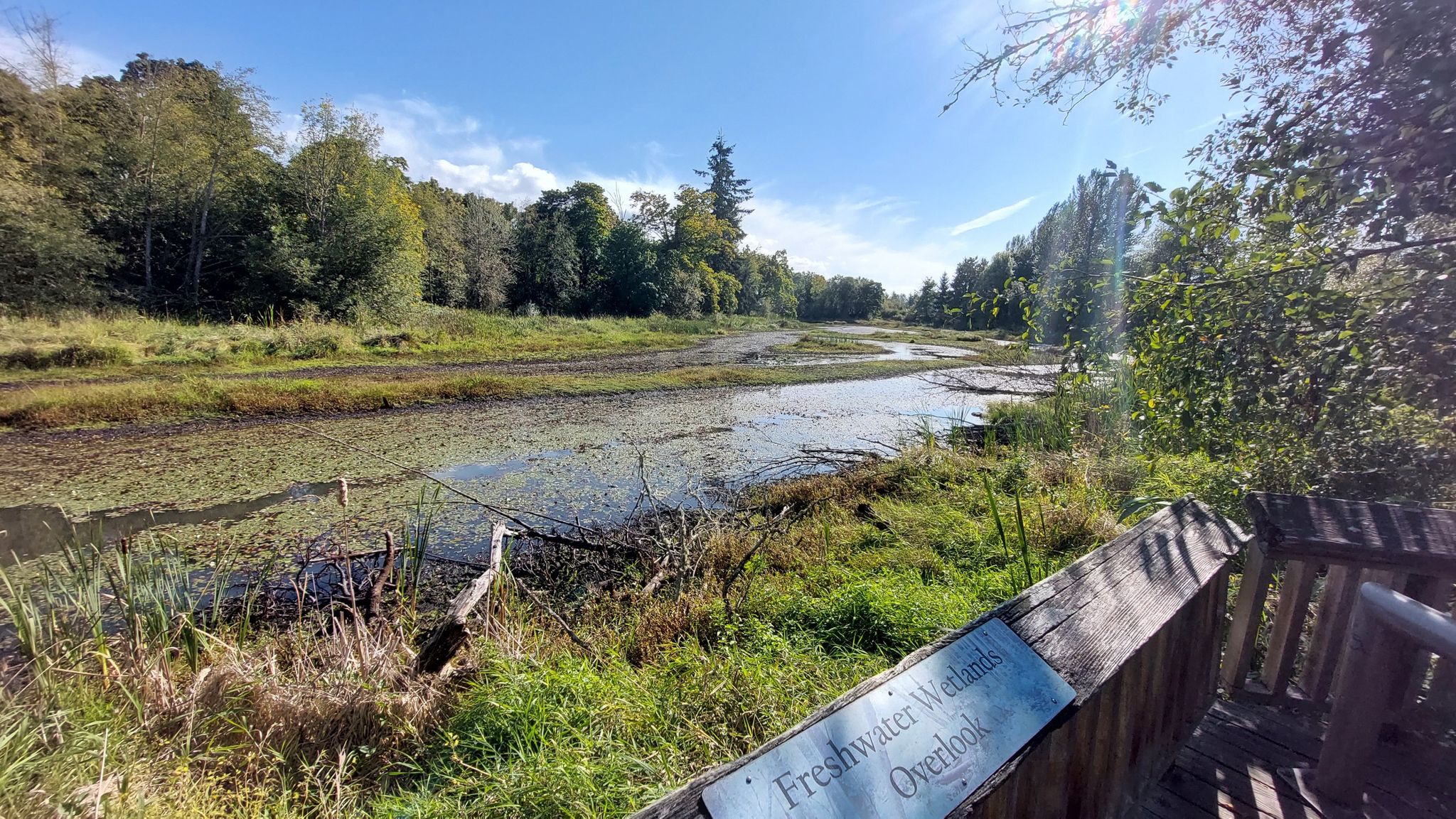 Sunny wetland view from a wooden overlook, with water, grass, and trees. - Twin Barns Loop Trail