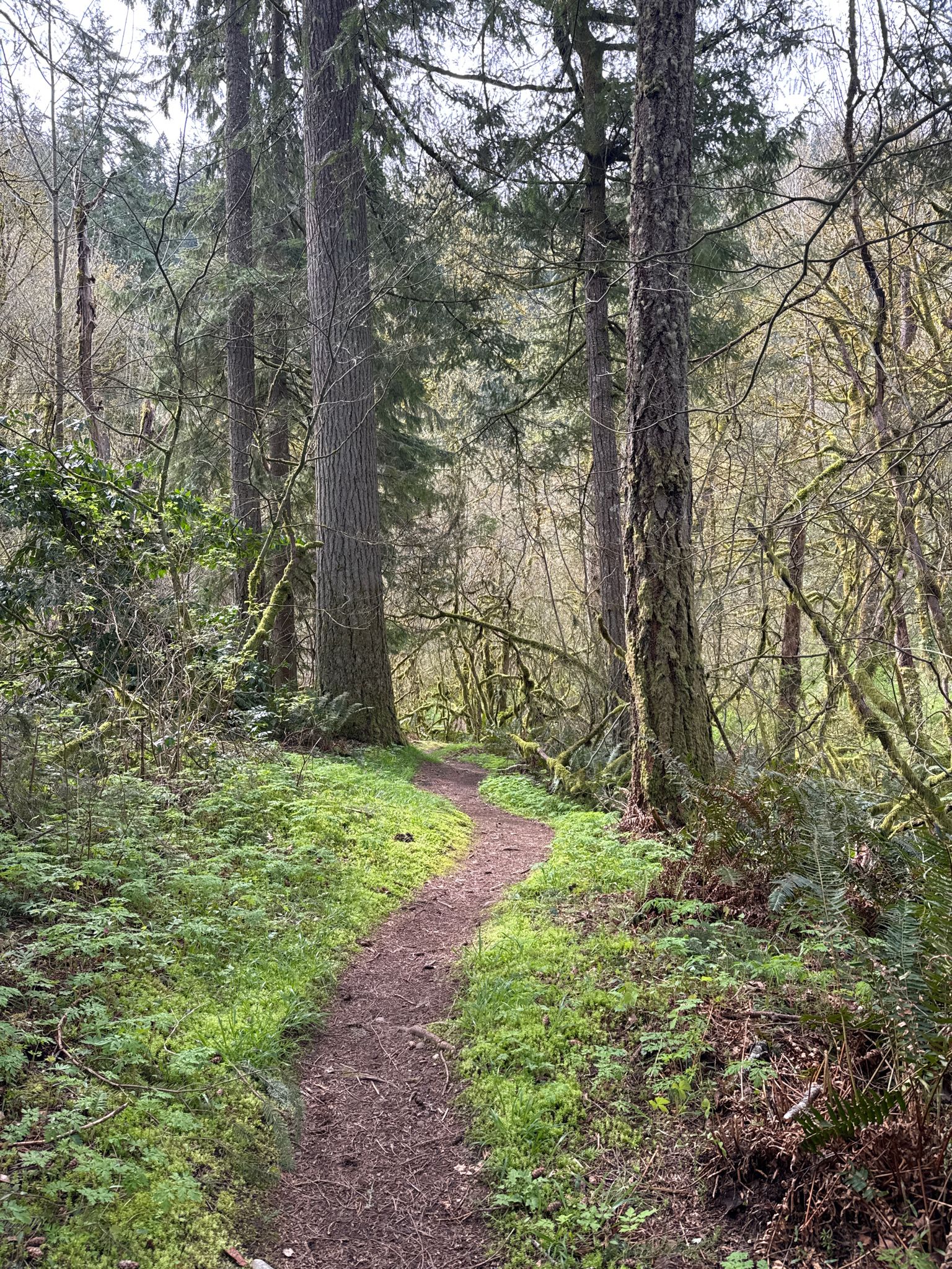 A winding dirt path through a dense, green forest under soft, overcast light. - Squak Mountain's East Side Loop