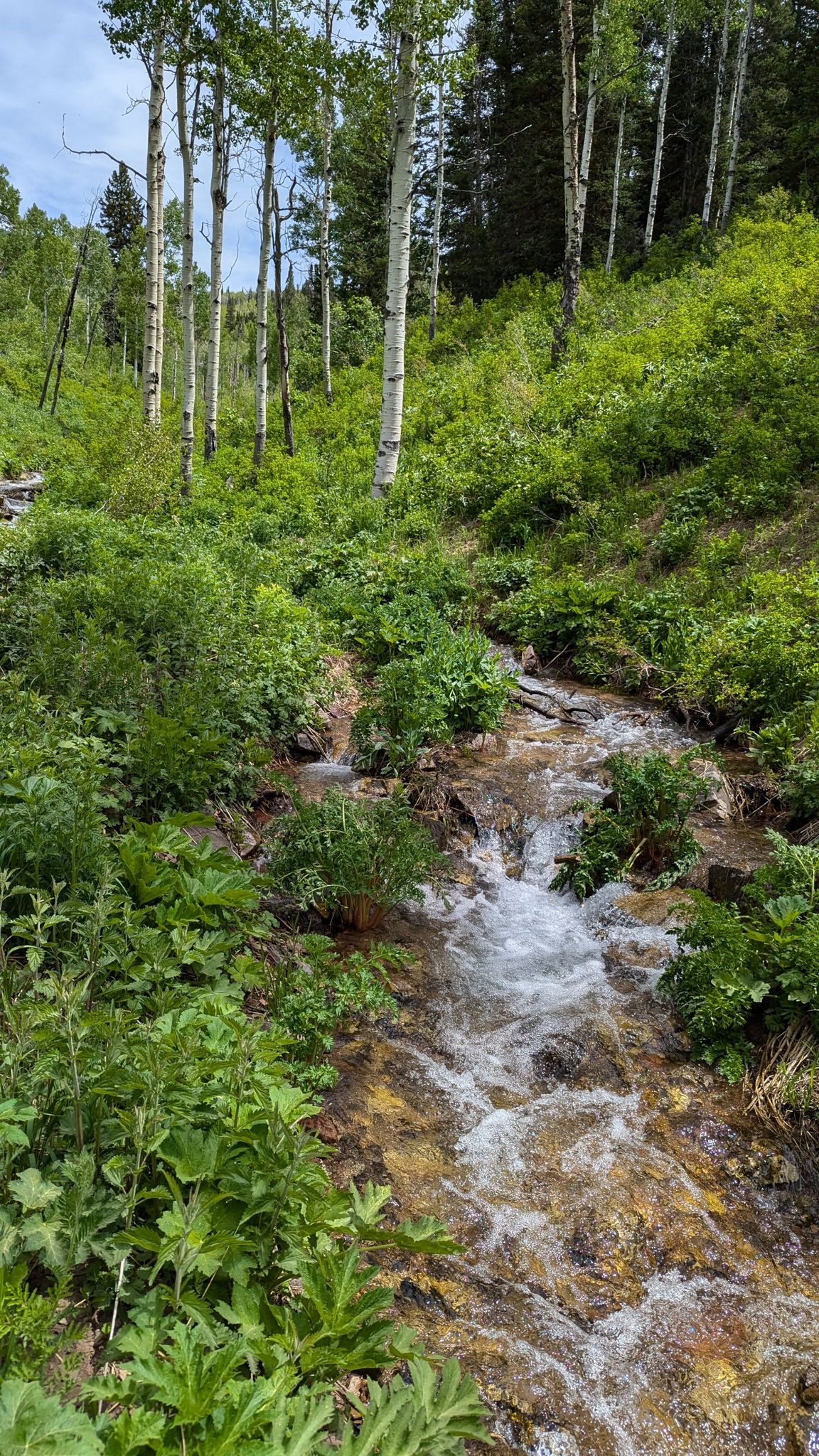 A small stream cascades through lush green forest with tall aspen trees. - Wasatch Crest Trail – Desolation Lake loop from Summit House