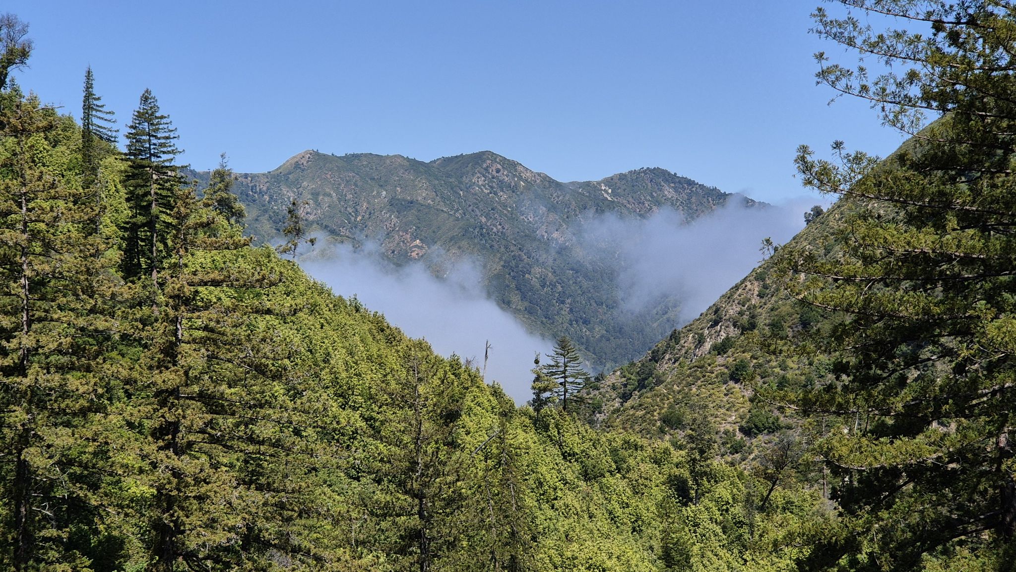 A forested mountain valley partially obscured by low-lying fog under a clear sky. - Pine Ridge Trail