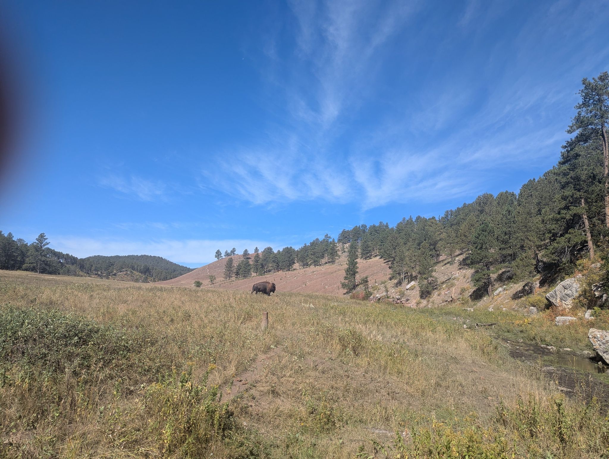 A bison grazes in a wide, grassy valley surrounded by pine-covered hills. - Lookout Point and Centennial Trail Loop