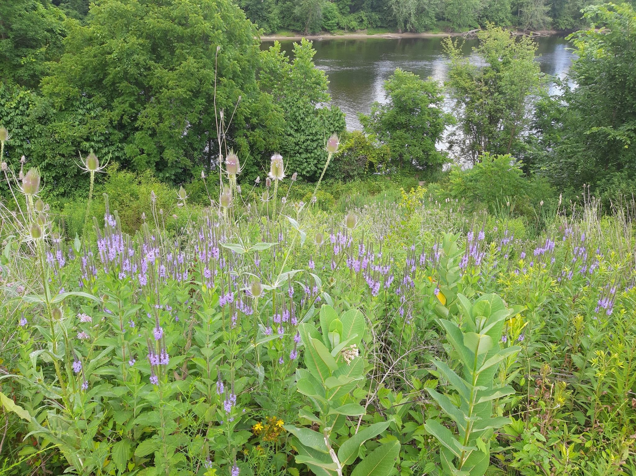 A vibrant field of purple and green wildflowers with a river in the background. - Running loop from Grand Valley State University - Allendale