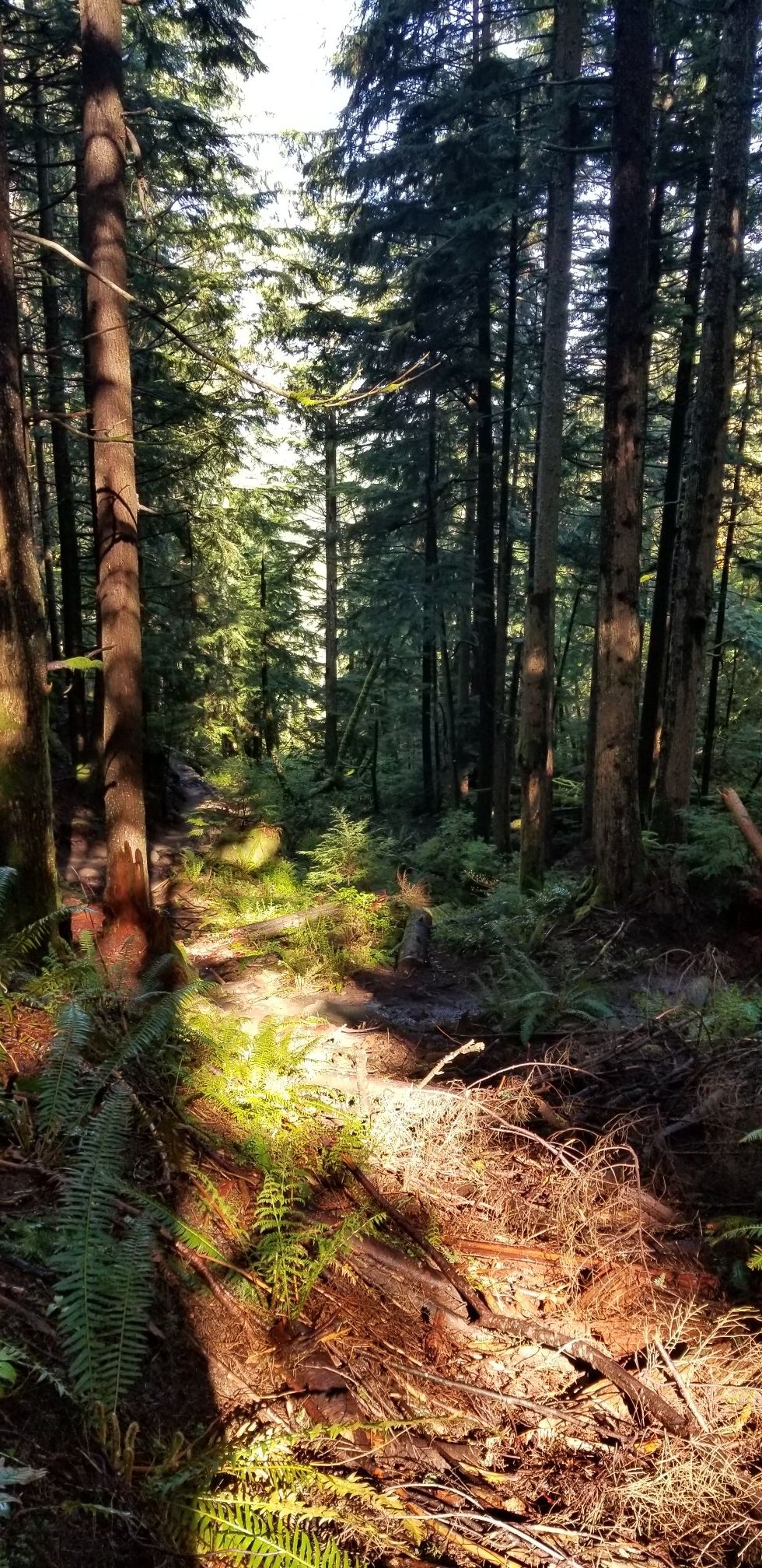 Sunlit forest path with tall trees and ferns, dappled light on the ground. - Dirty Harry's Balcony – Dirty Harry's Balcony loop from Olallie State Park South Fork Fishing Access