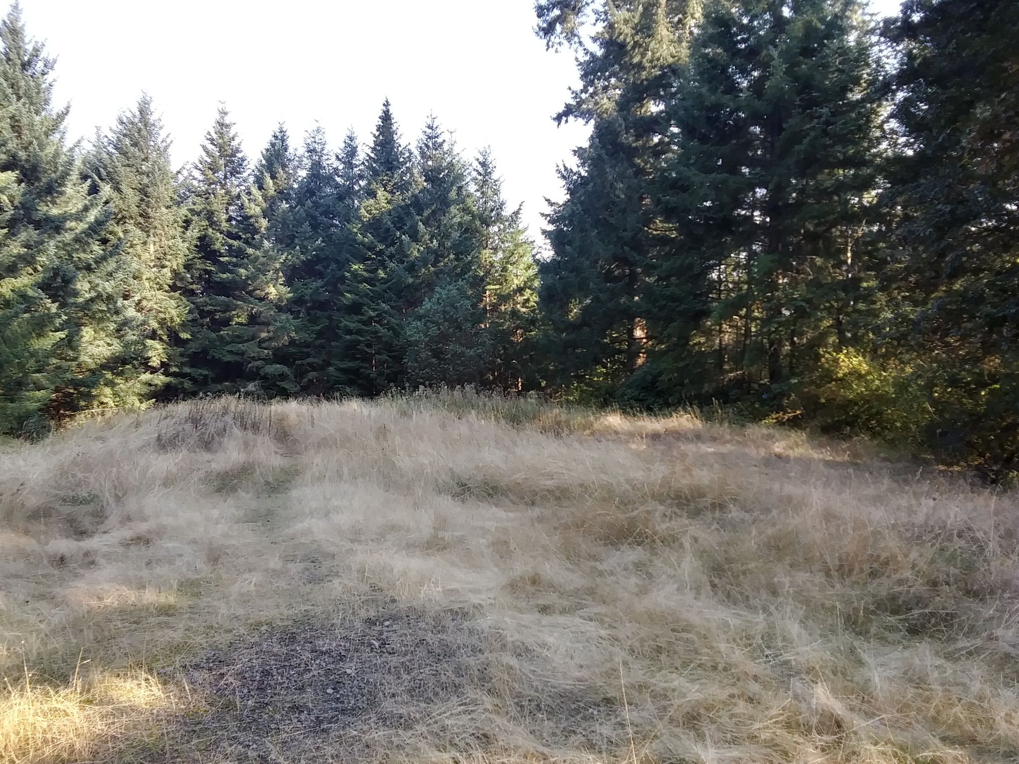 A sunlit field of dry golden grass bordered by tall evergreen trees. - Vineyard Mountain and Dave's Trail Loop