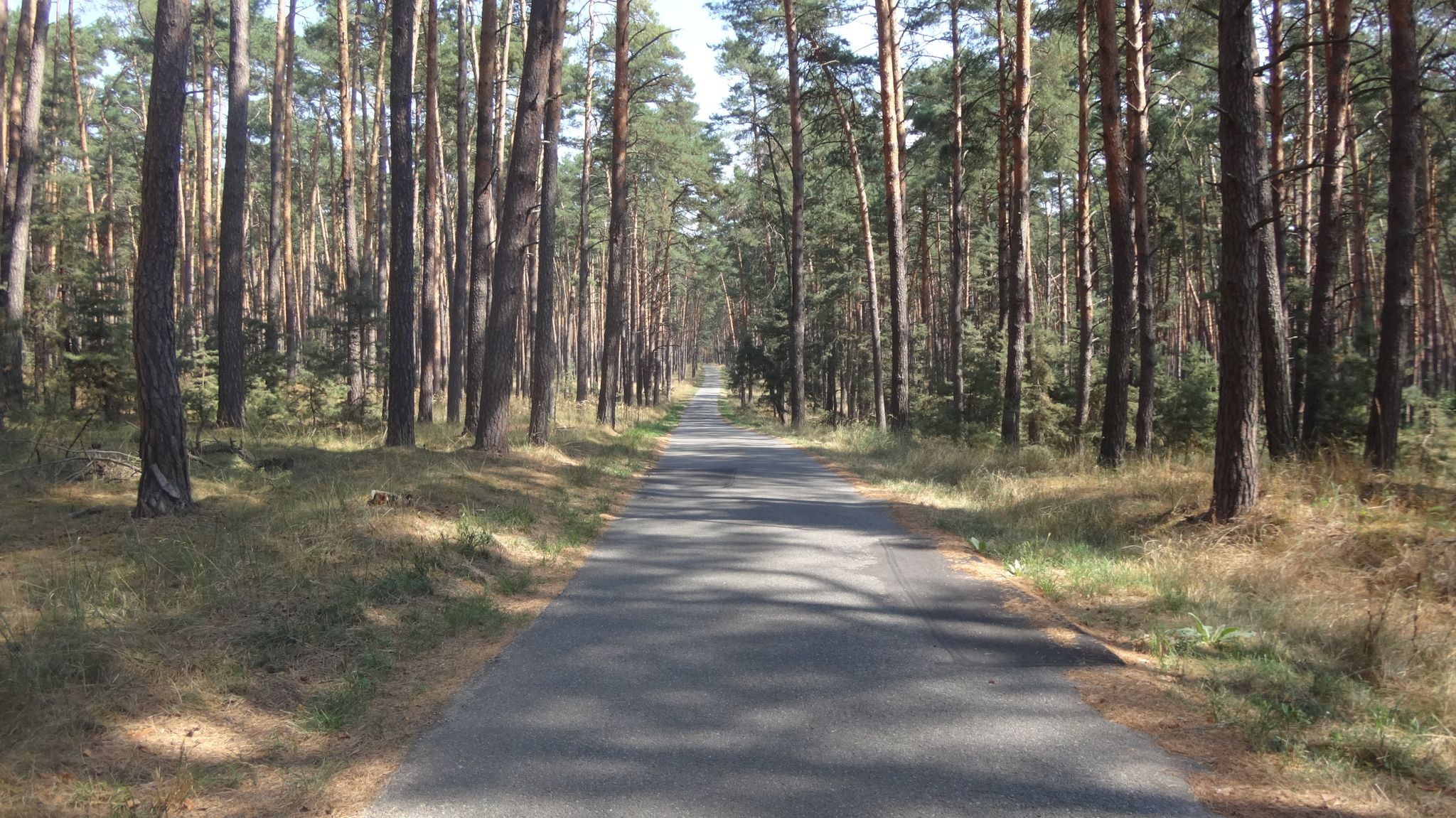 Durch die "Sahara"... endlose Kiefernwälder