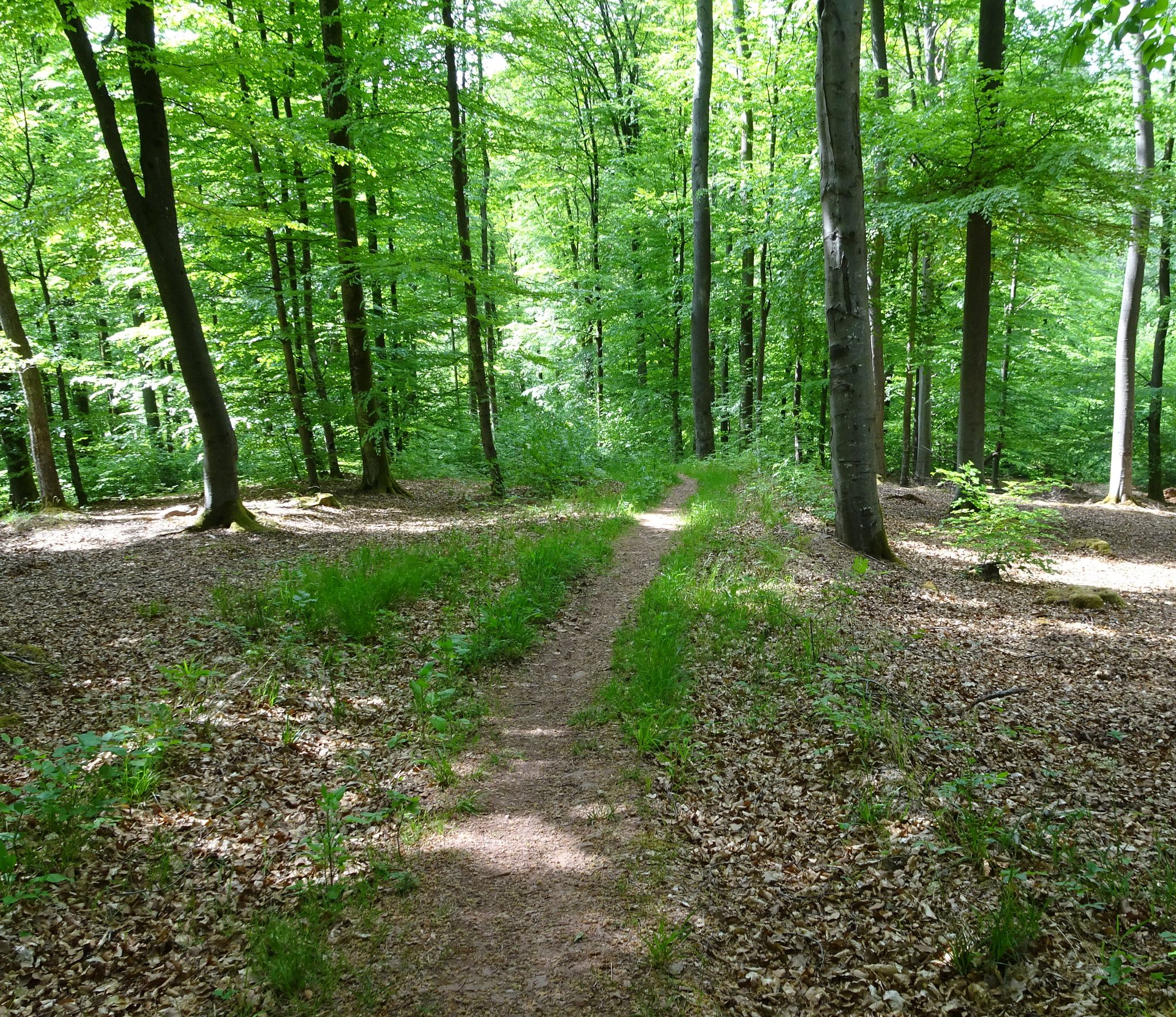 schmaler Trail