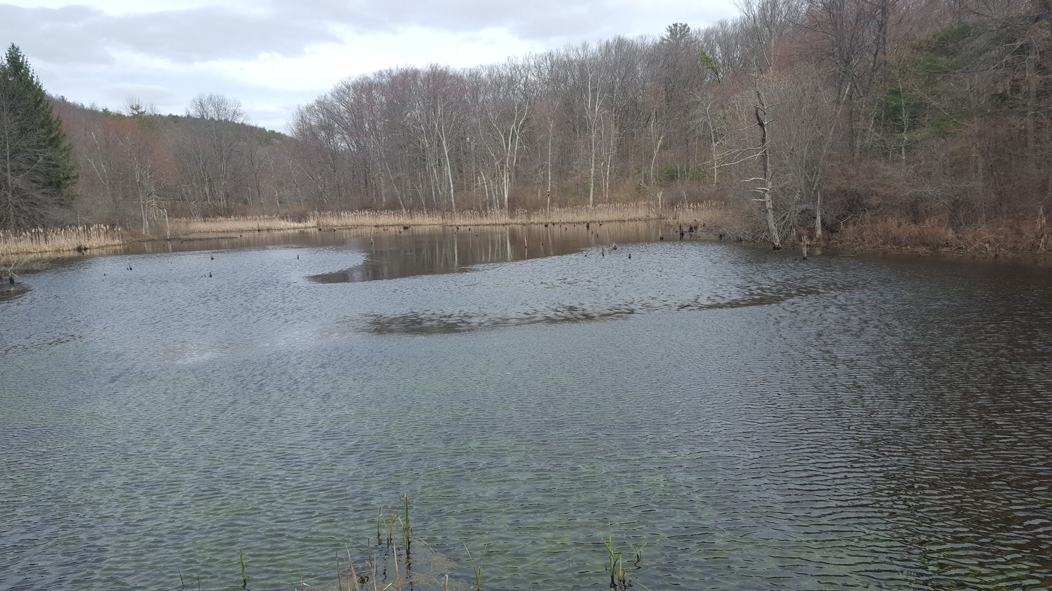 A calm pond surrounded by bare trees under a cloudy sky. - Houghton's Pond Recreation Area