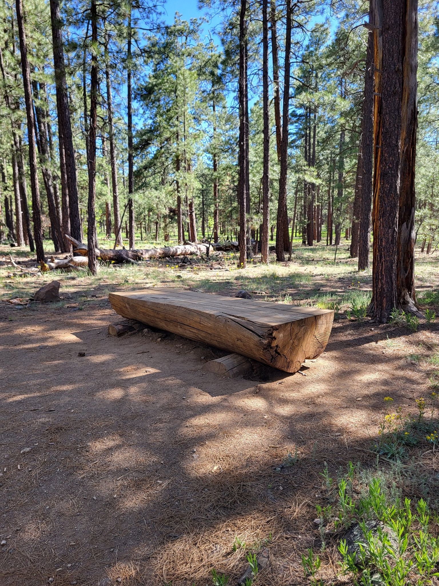 A rustic log bench sits on a sunlit dirt path in a pine forest. - Karen Cooper Trailhead – Downtown Flagstaff loop from Flagstaff