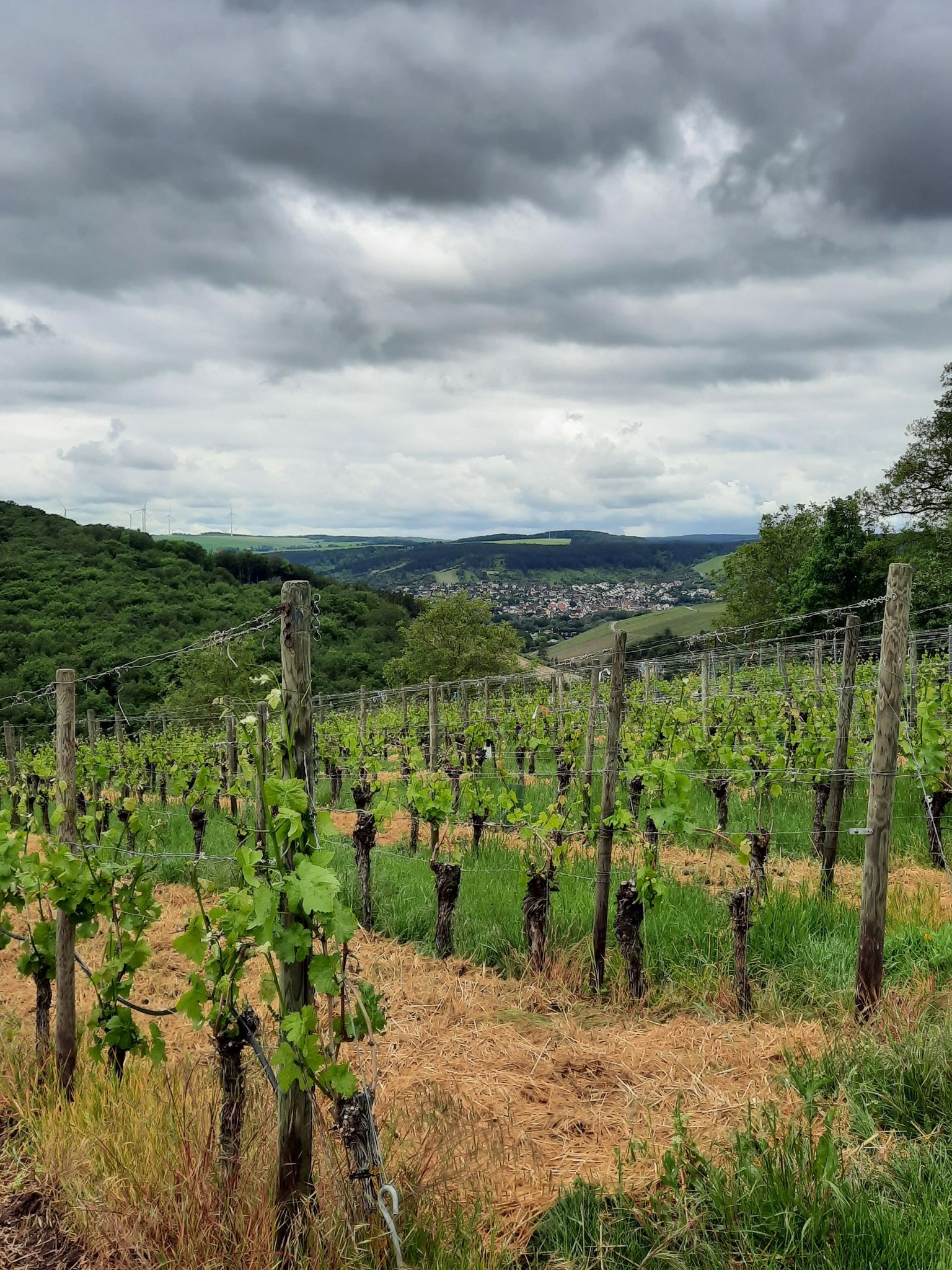 Blick über die Weinberge nach Erlabrunn