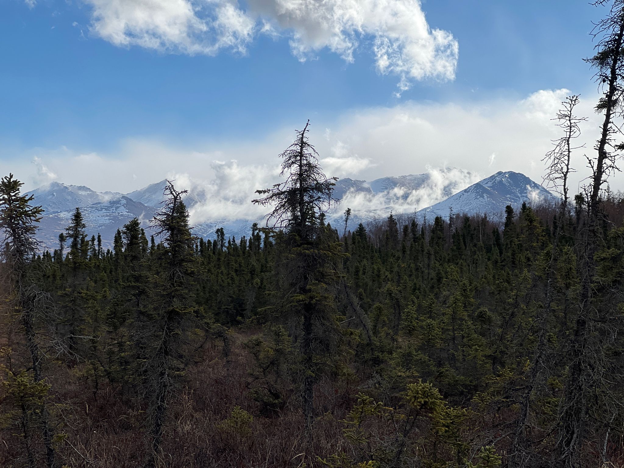 Dense evergreen forest with distant mountains under a bright, cloudy sky. - Ruth Arcand Inner Loop