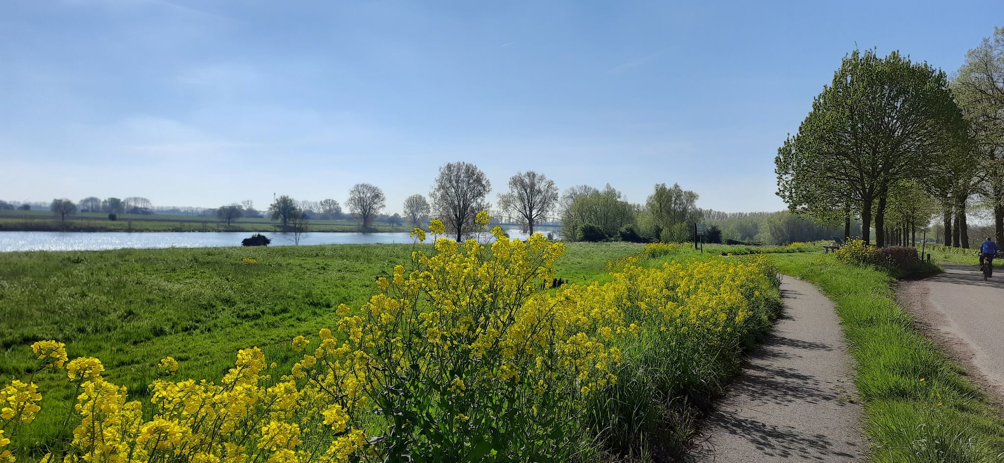 Maasdeich