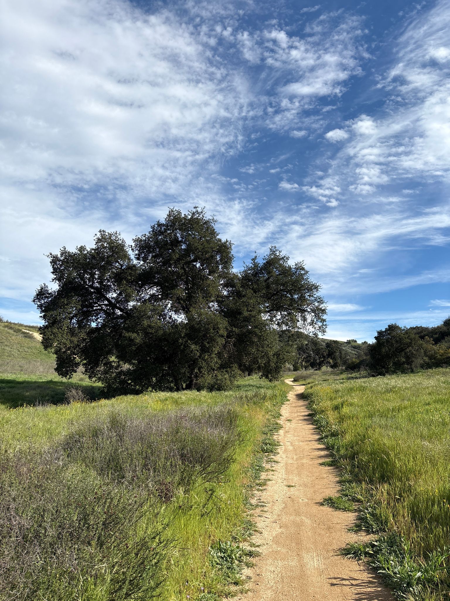 Narrow dirt path next to a large tree in a green, grassy field. - Oakmont and Oakridge Trail
