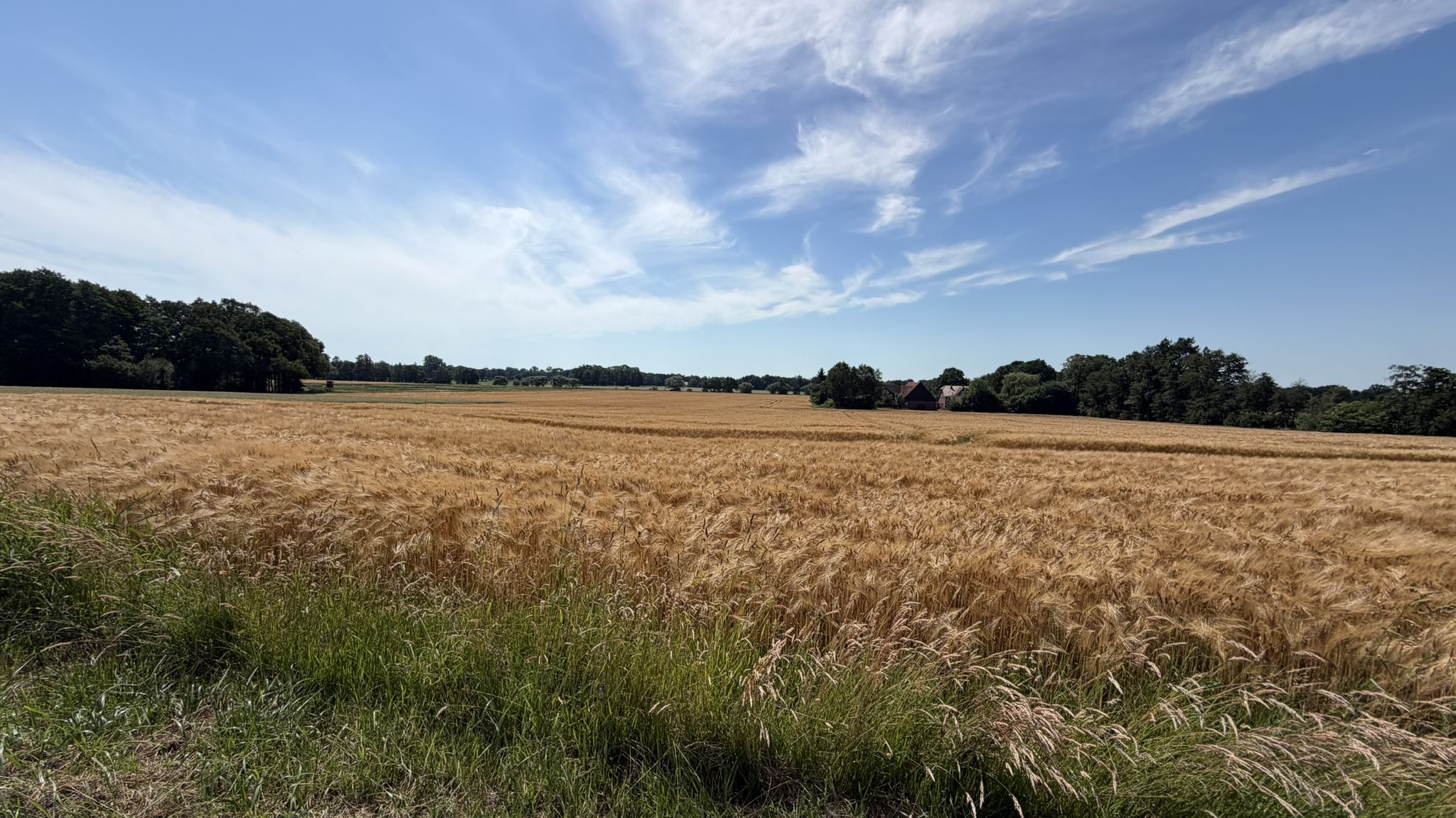 das Getreide gedeiht bei Sudhagen