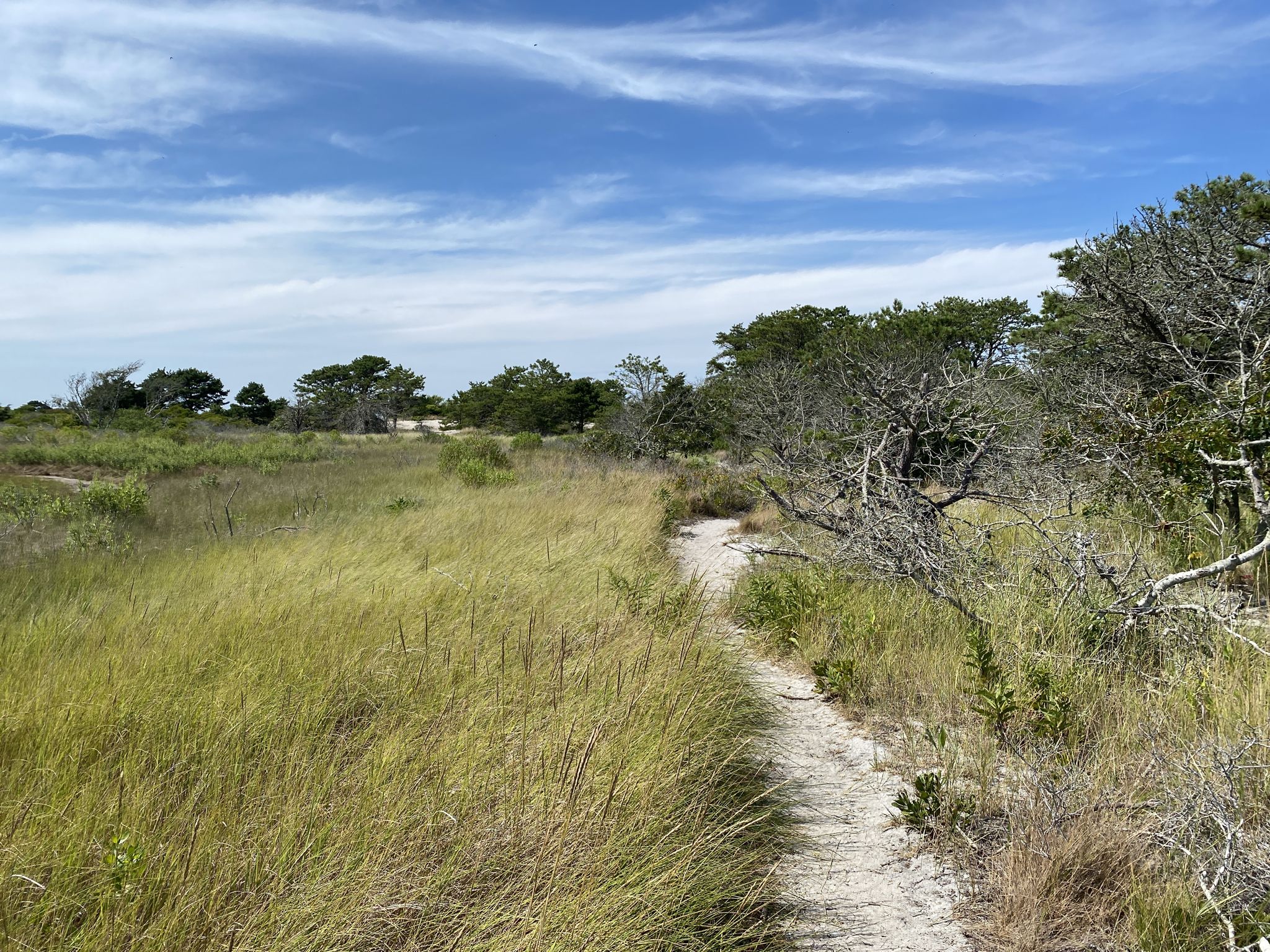 Sandy path through tall grass and sparse trees under a blue sky. - Morris Island loop to Harings Beach East from Quintesset